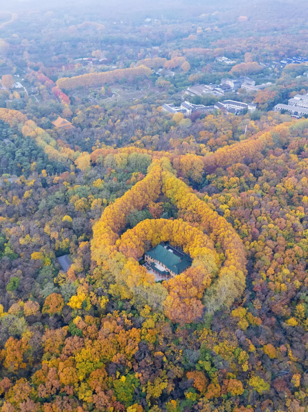 我宣布‼️没有一个城市比南京更懂秋天😭