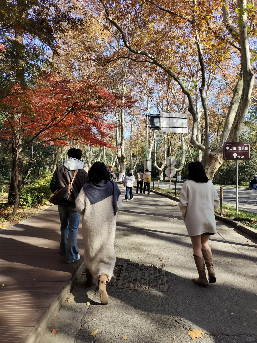 12.3梧桐大道黄叶进度95% 实时游客穿搭