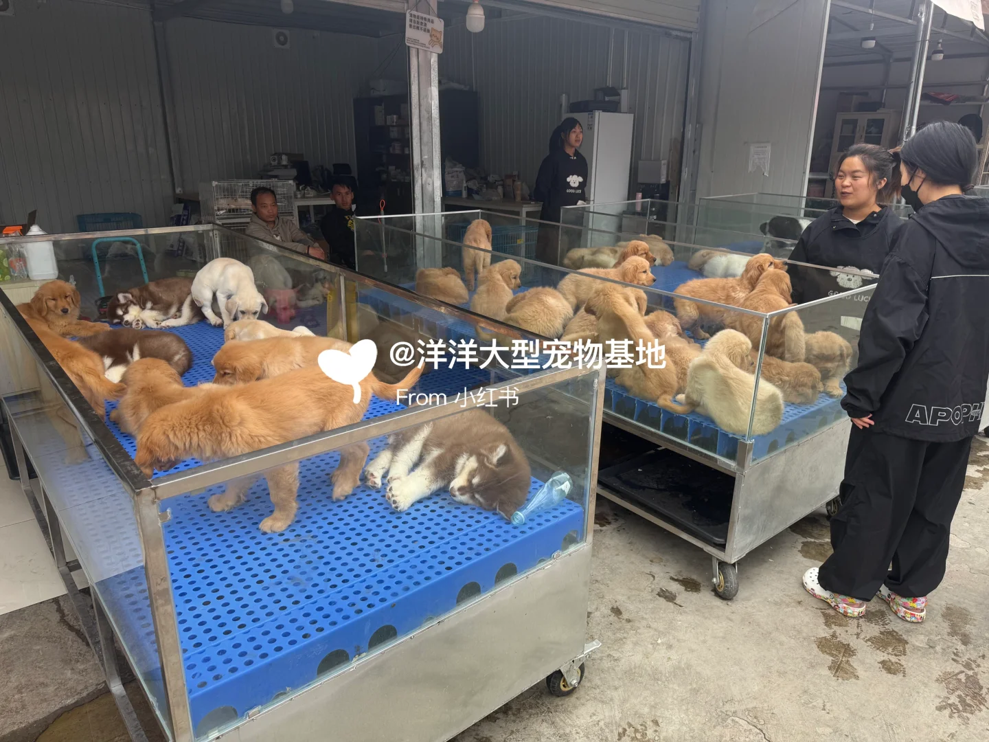 徐州宠物市场推荐🔥一只也是批发价✅