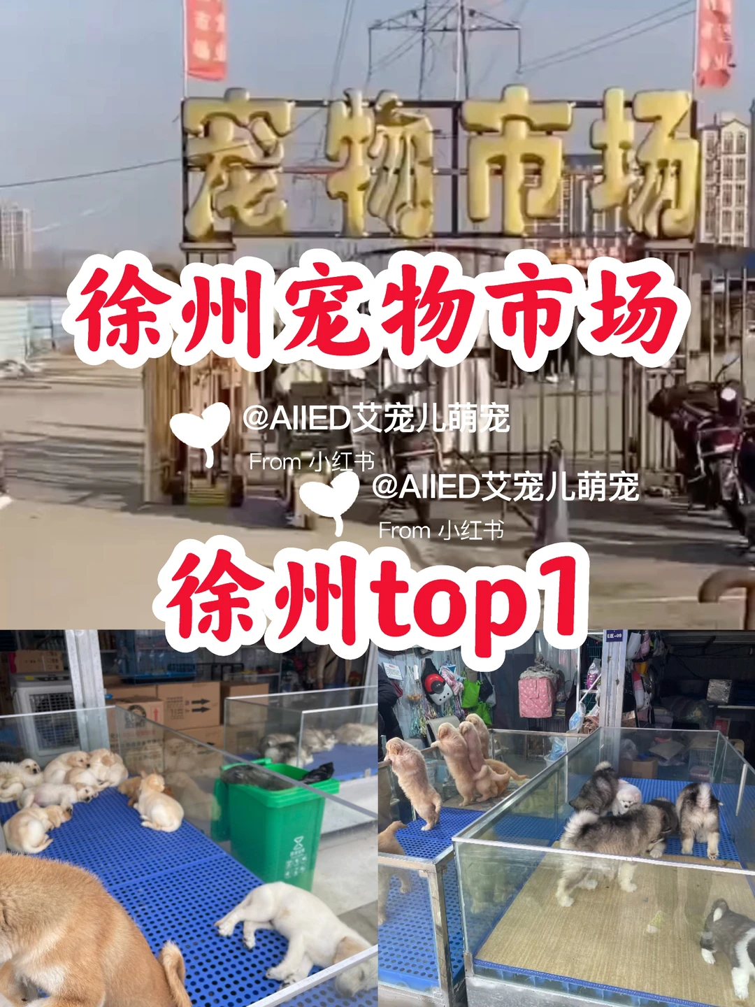 徐州超大宠物市场！买猫买狗一只也是批发价