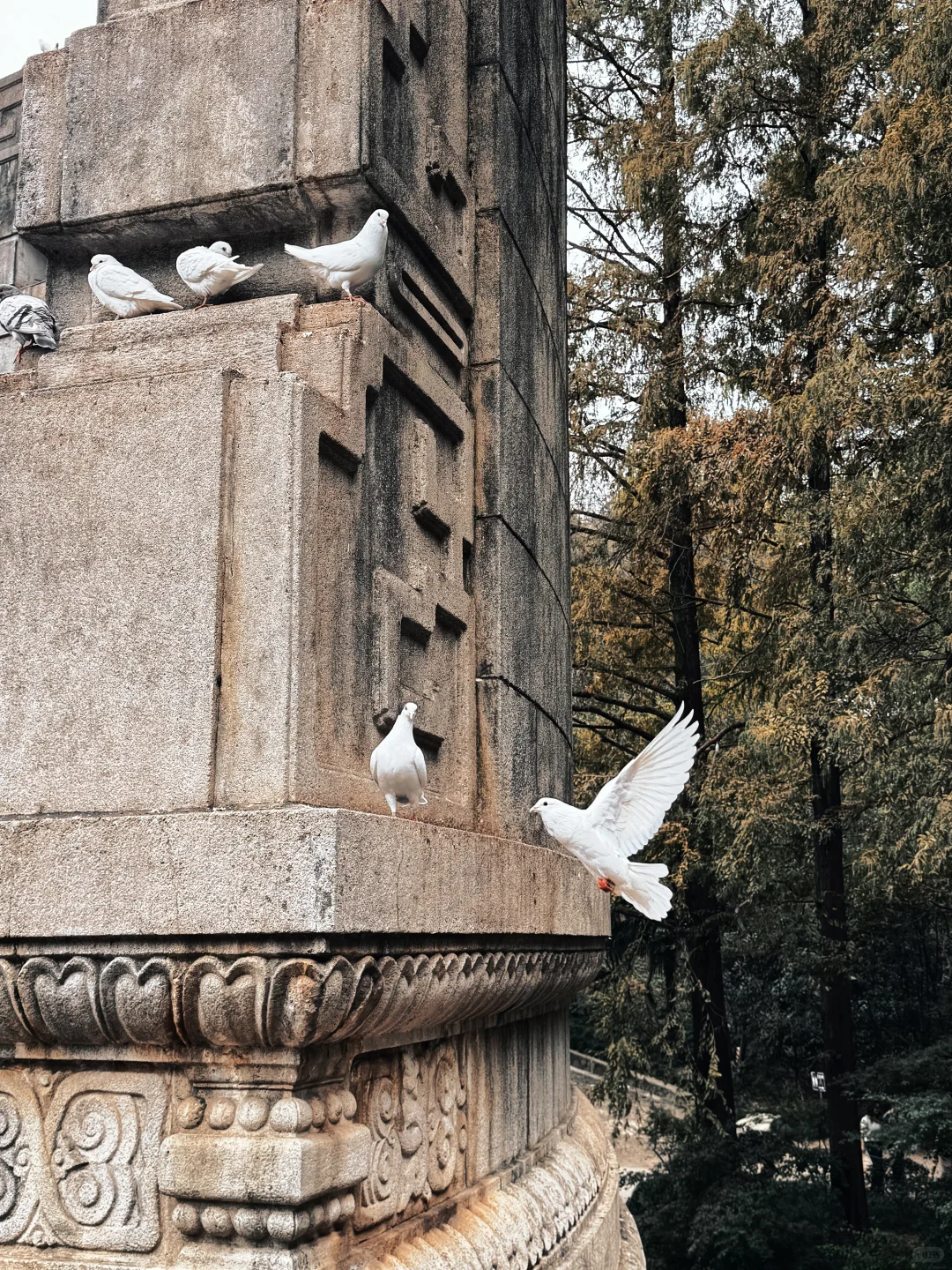 📍南京音乐台🎵｜拍到了鸽群飞舞！