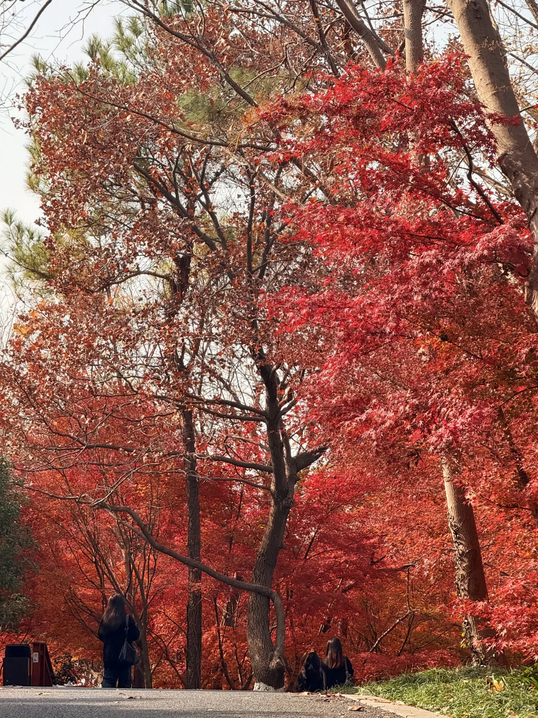 12.1栖霞山枫叶实拍❗美晕