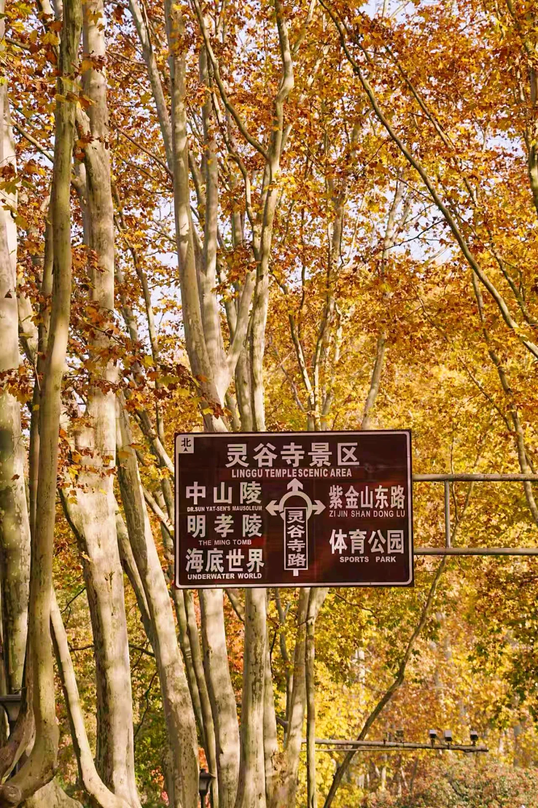 11.30实拍｜南京人少🍂金黄的梧桐大道‼️