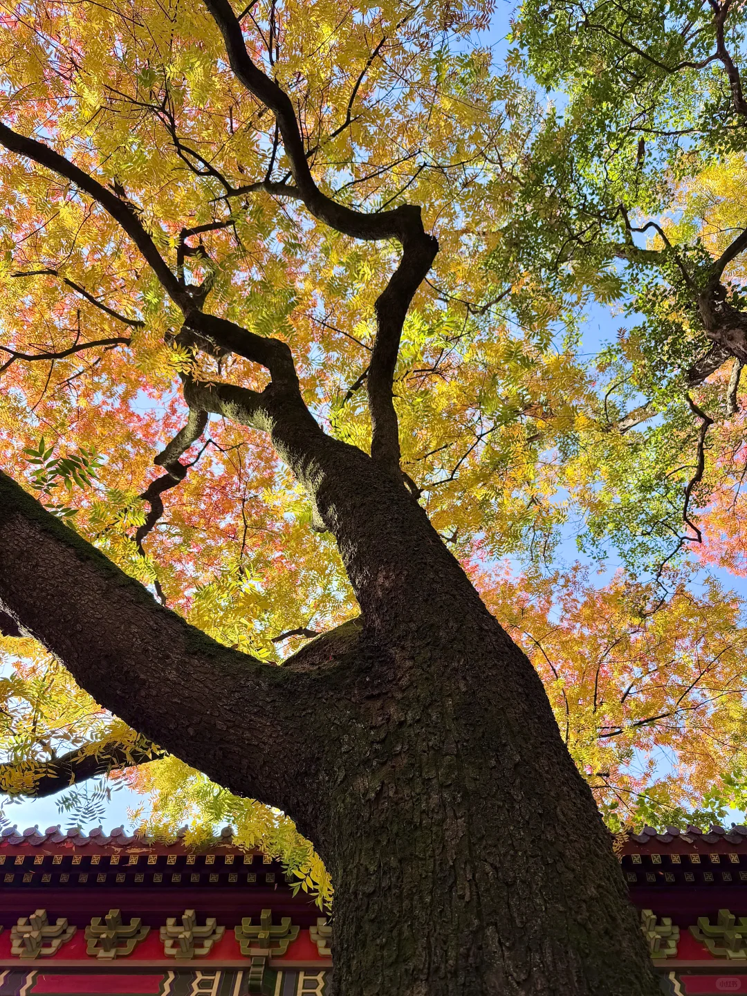 为了这1️⃣8️⃣张图，我特意秋天来了趟南京🍂