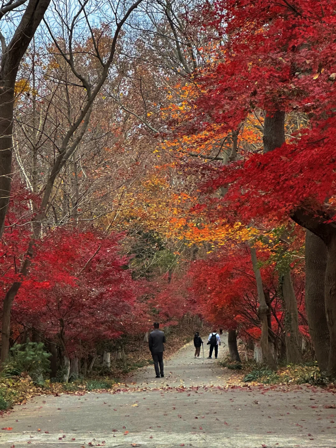 12.02南京栖霞山实况live（免票版）