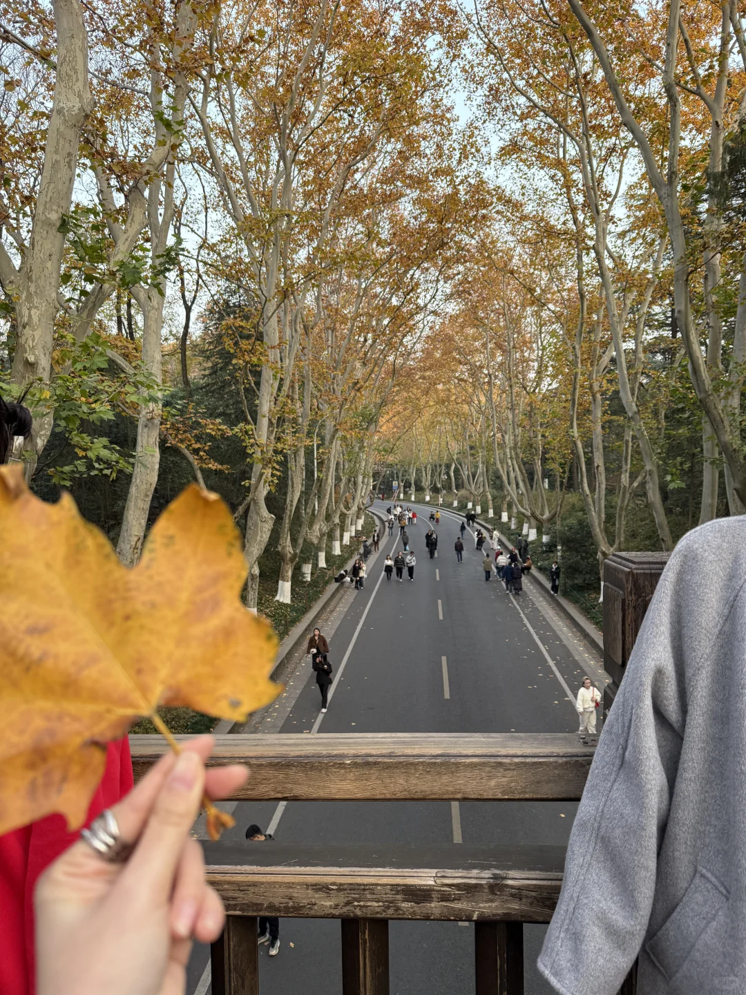 12.1实况！！今日南京梧桐大道…