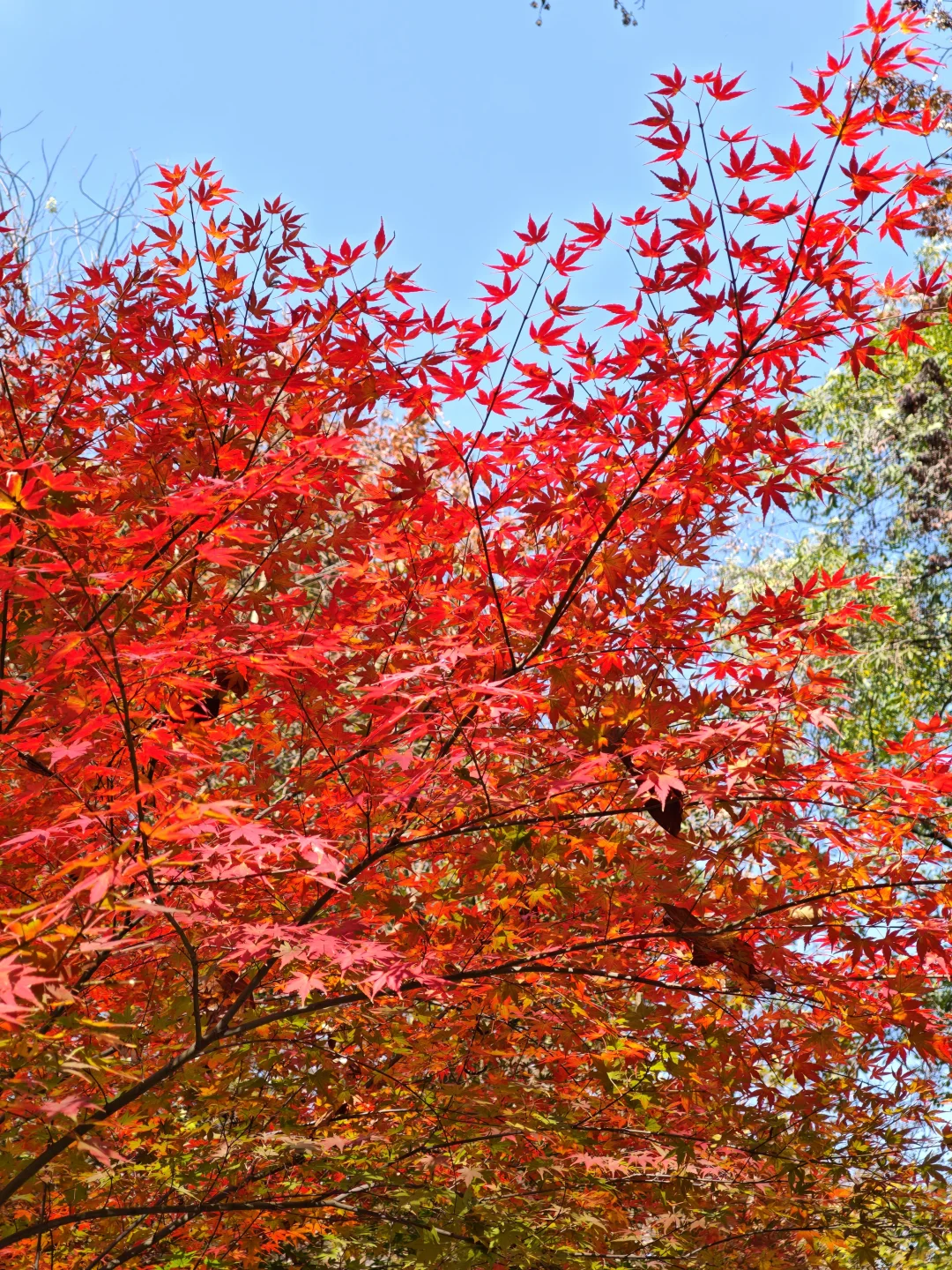 💥南京栖霞山周末来了一亿人！挤爆了～