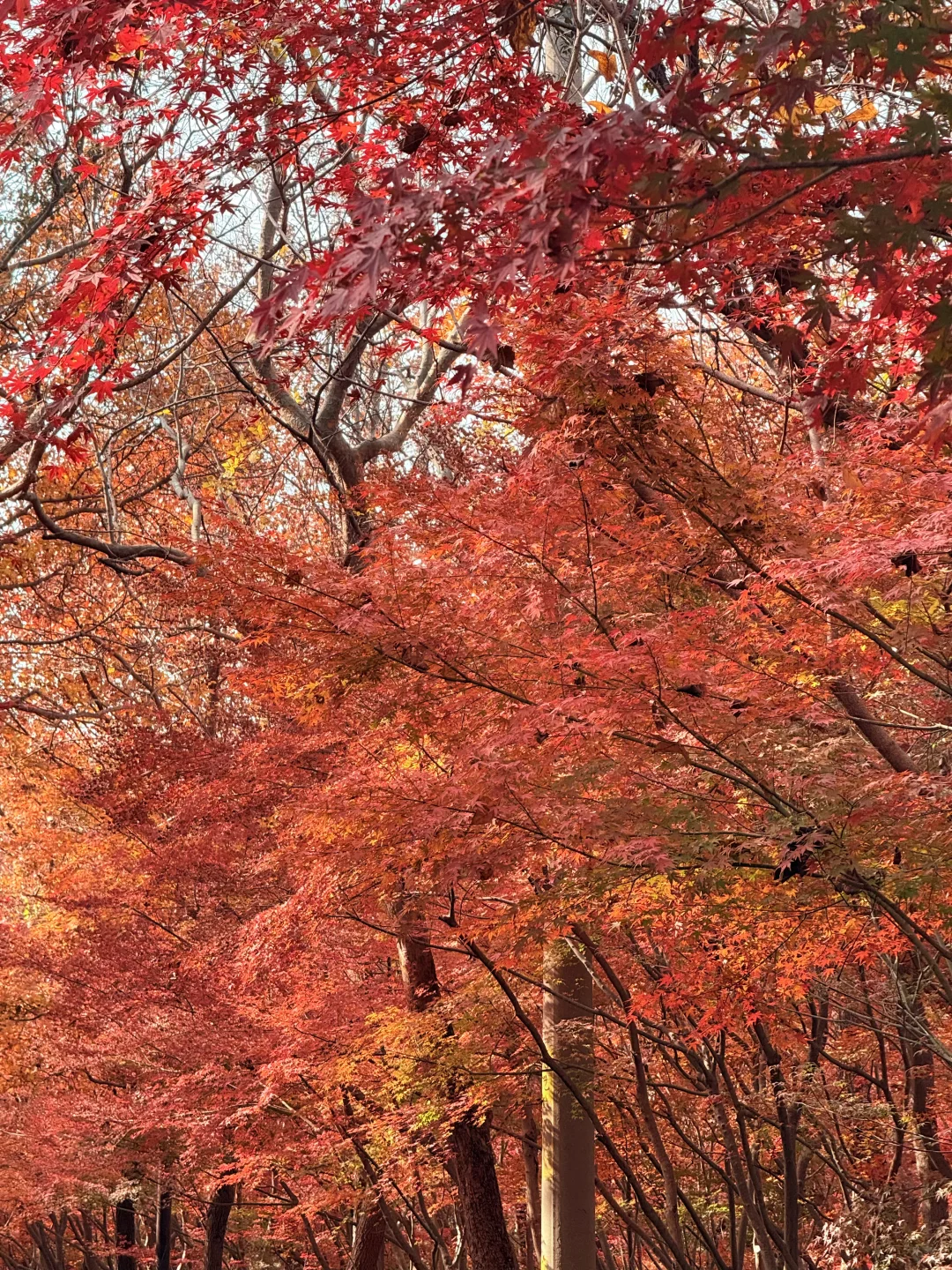 12.1栖霞山枫叶实拍❗美晕