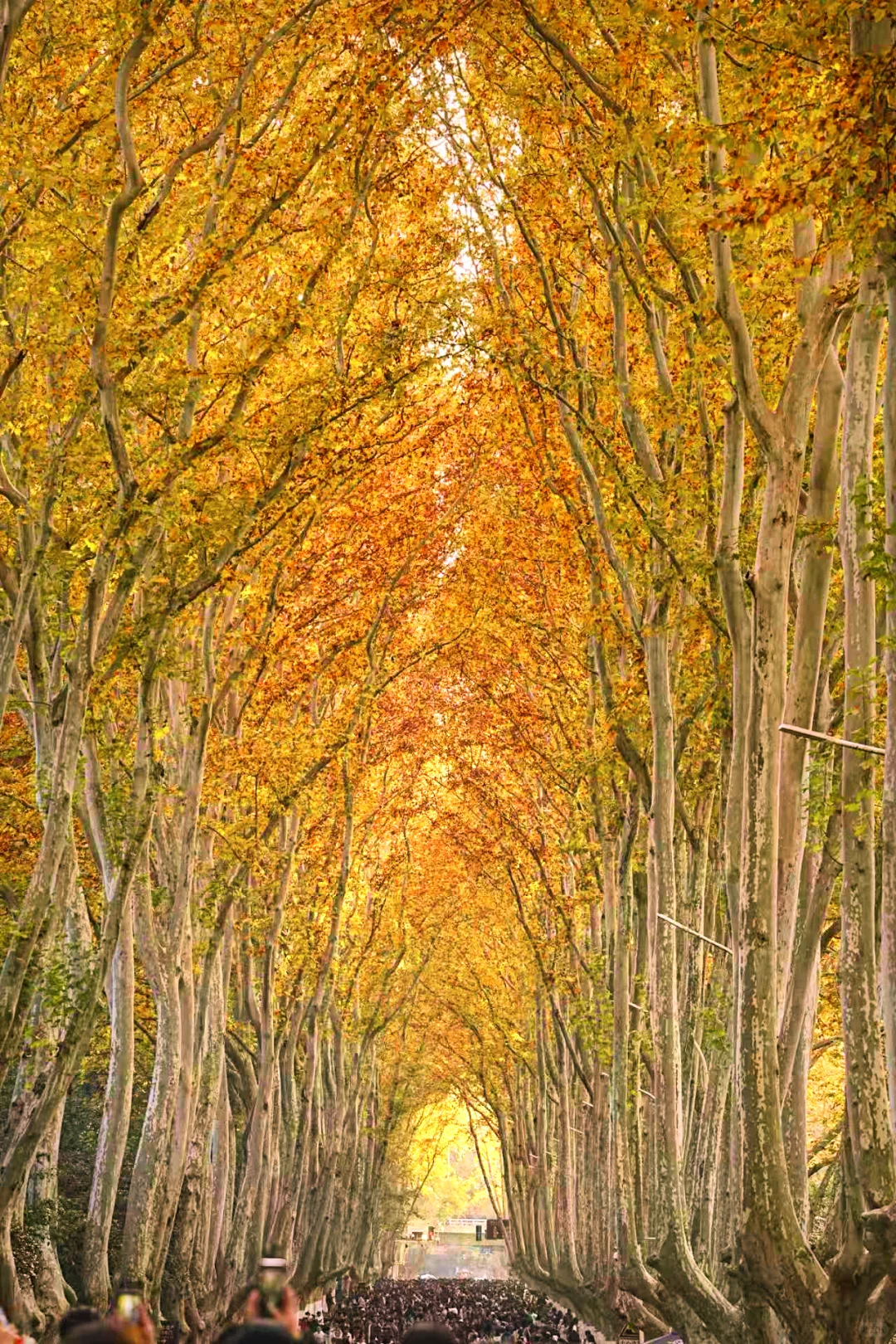 11.30实拍｜南京人少🍂金黄的梧桐大道‼️