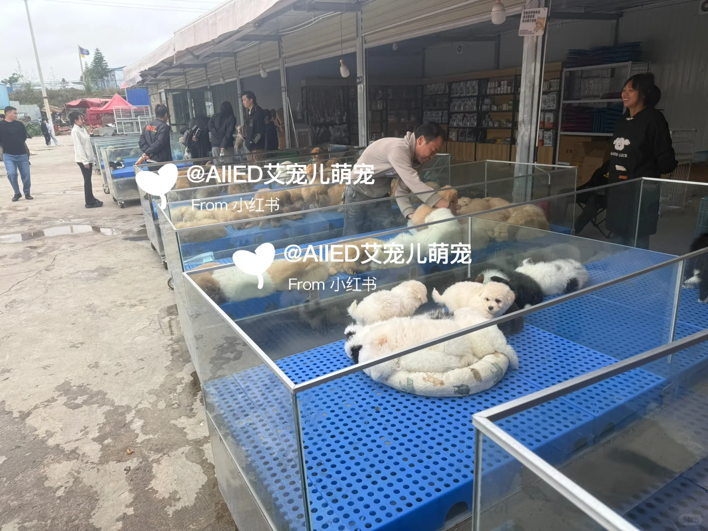 徐州超大宠物市场！买猫买狗一只也是批发价