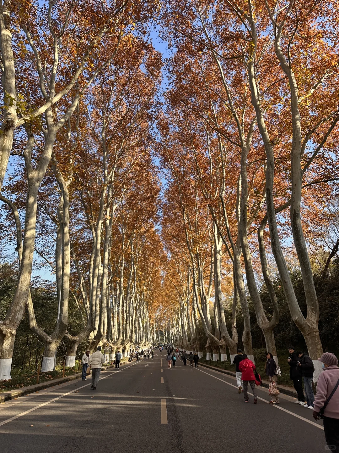 12.3梧桐大道黄叶进度95% 实时游客穿搭