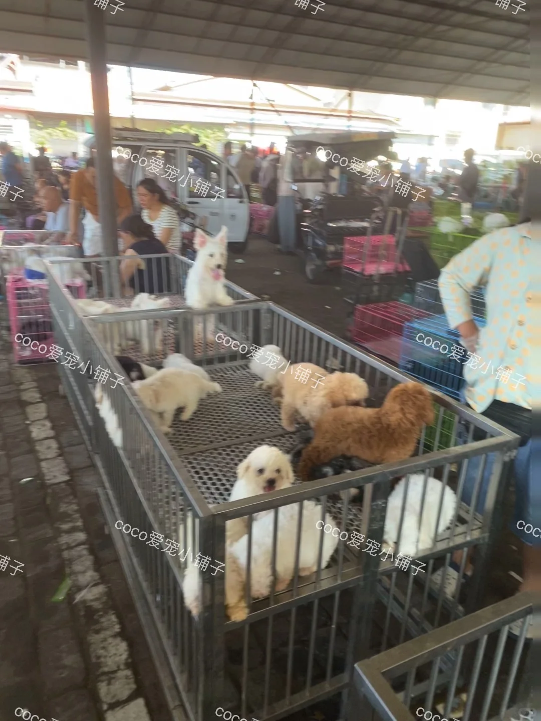 南京鼓楼猫狗市场，看猫看狗好去处 推荐