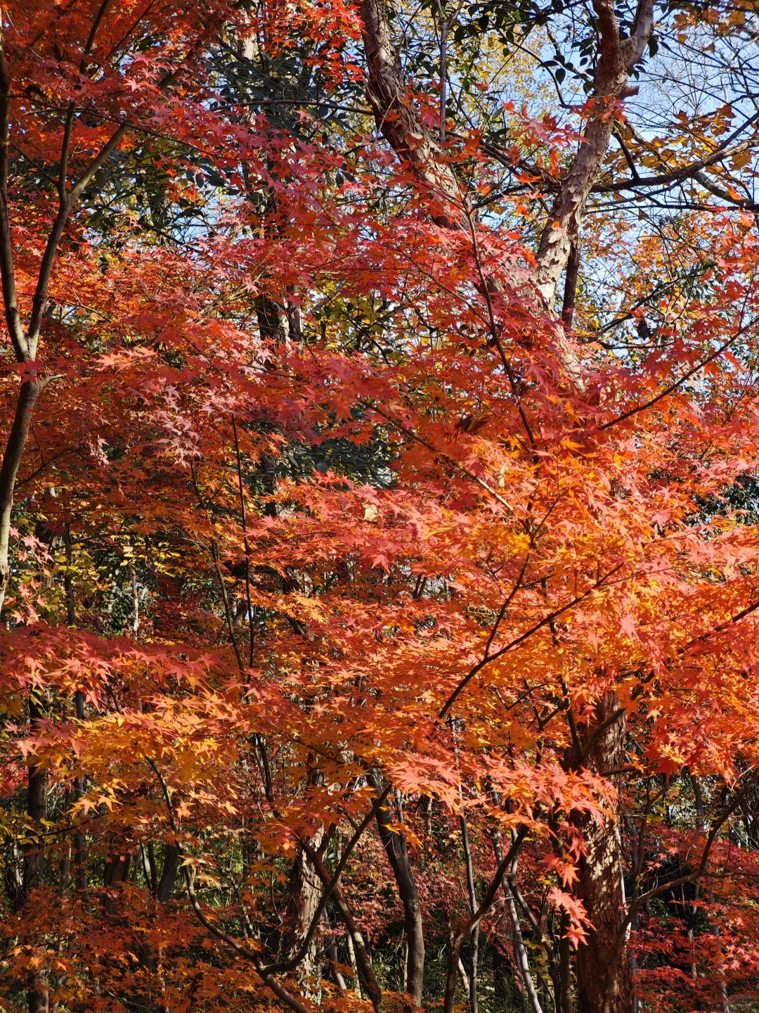 南京栖霞山最美时刻