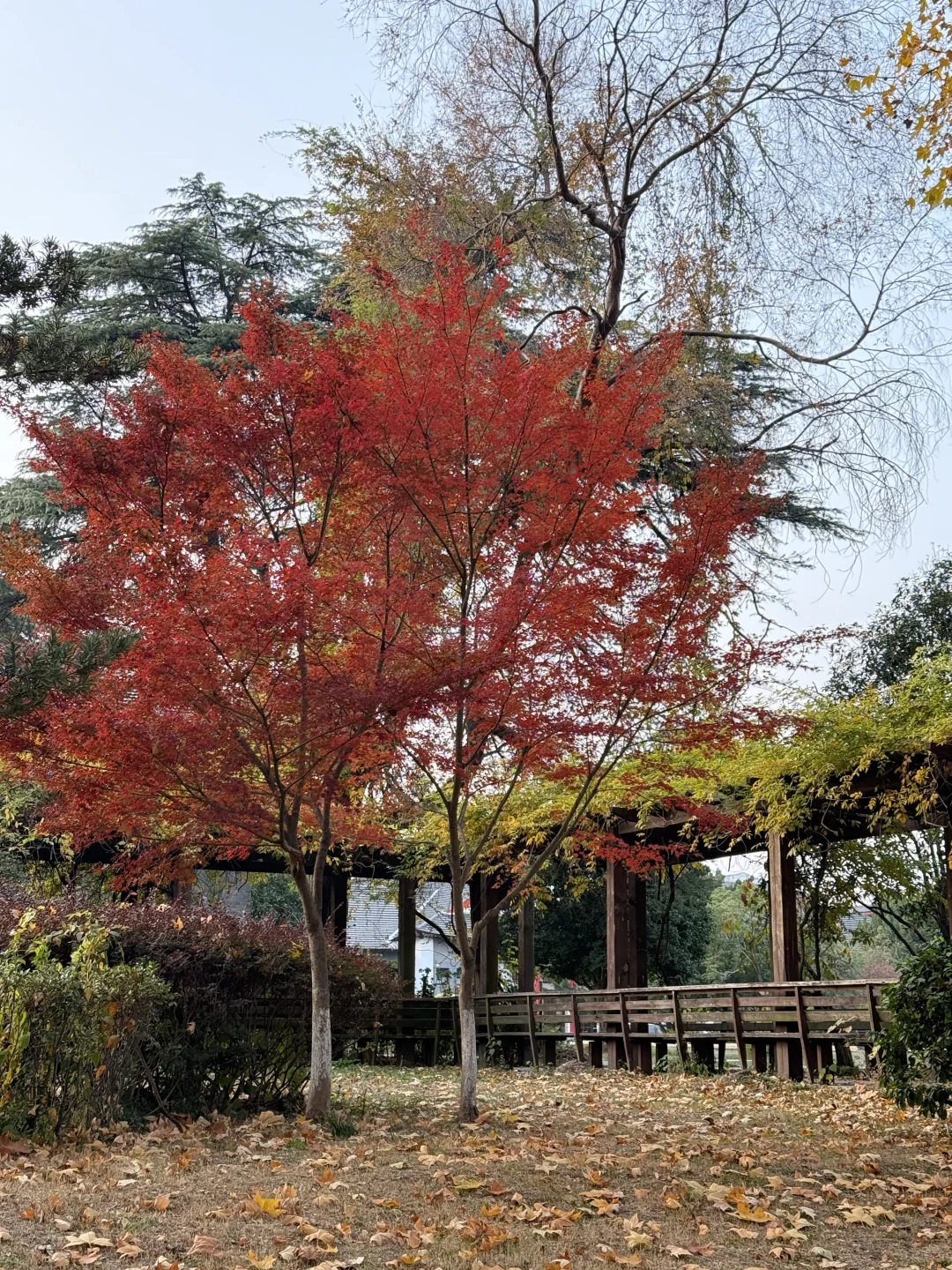 12.1实况！！今日南京梧桐大道…