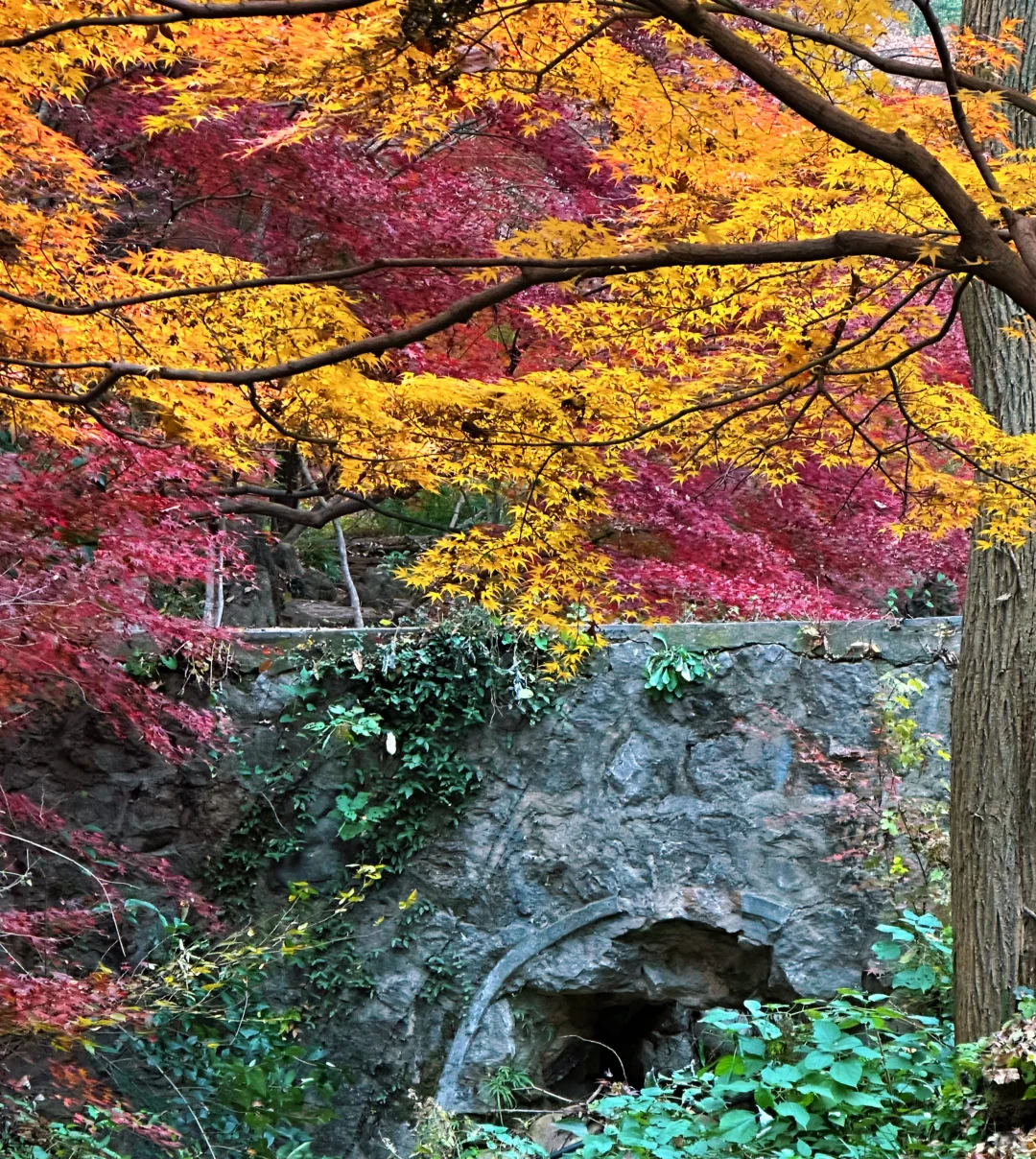 12.02南京栖霞山实况live（免票版）