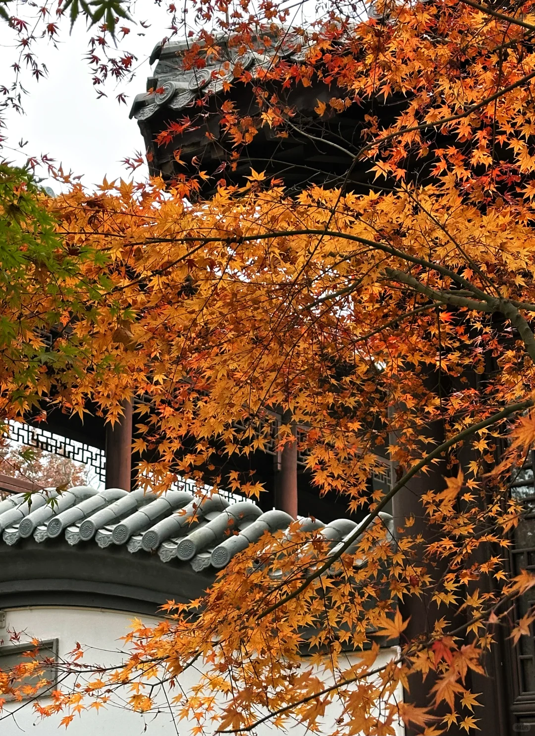 12.02南京栖霞山实况live（免票版）