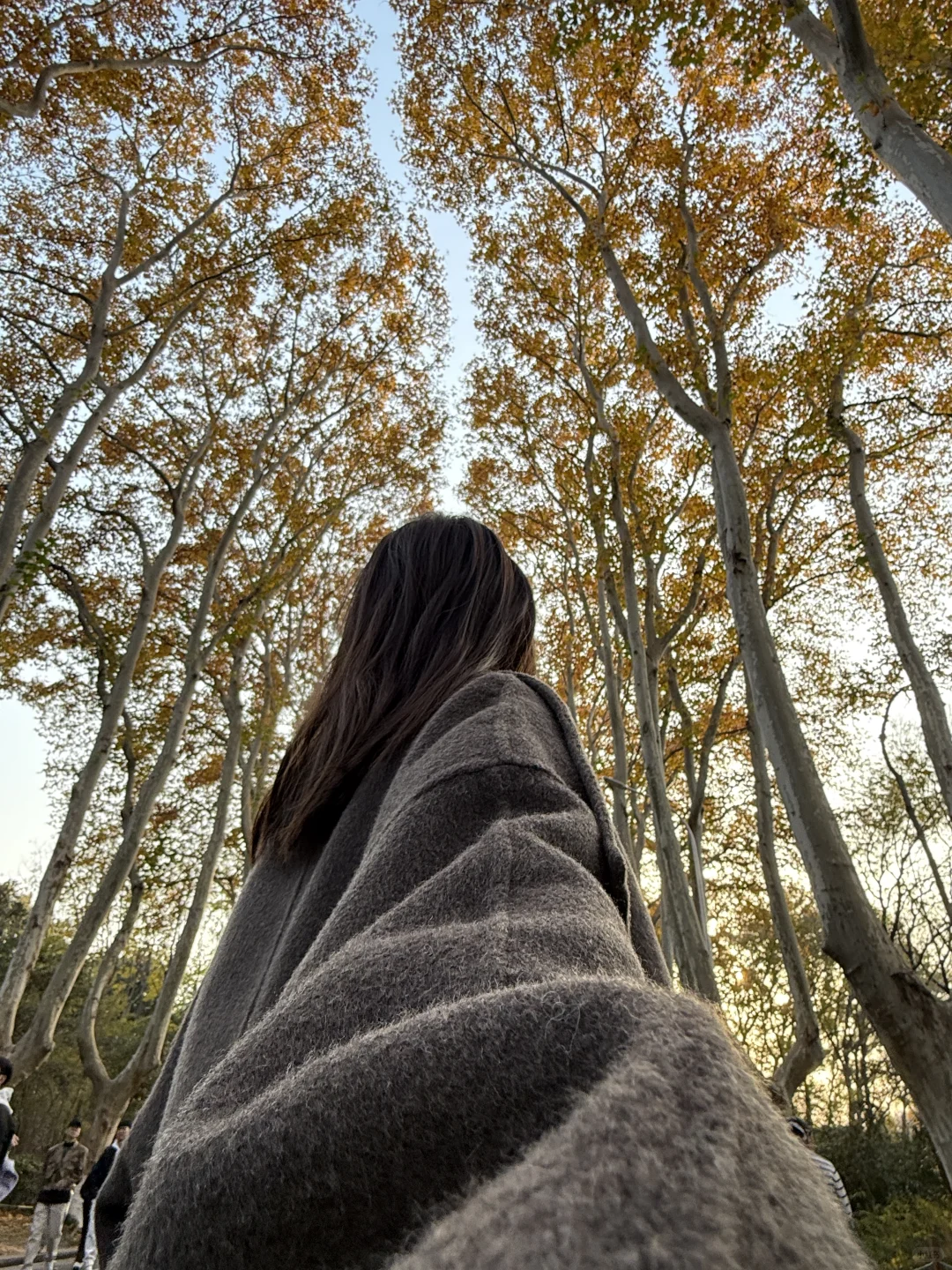 12.1实况！！今日南京梧桐大道…