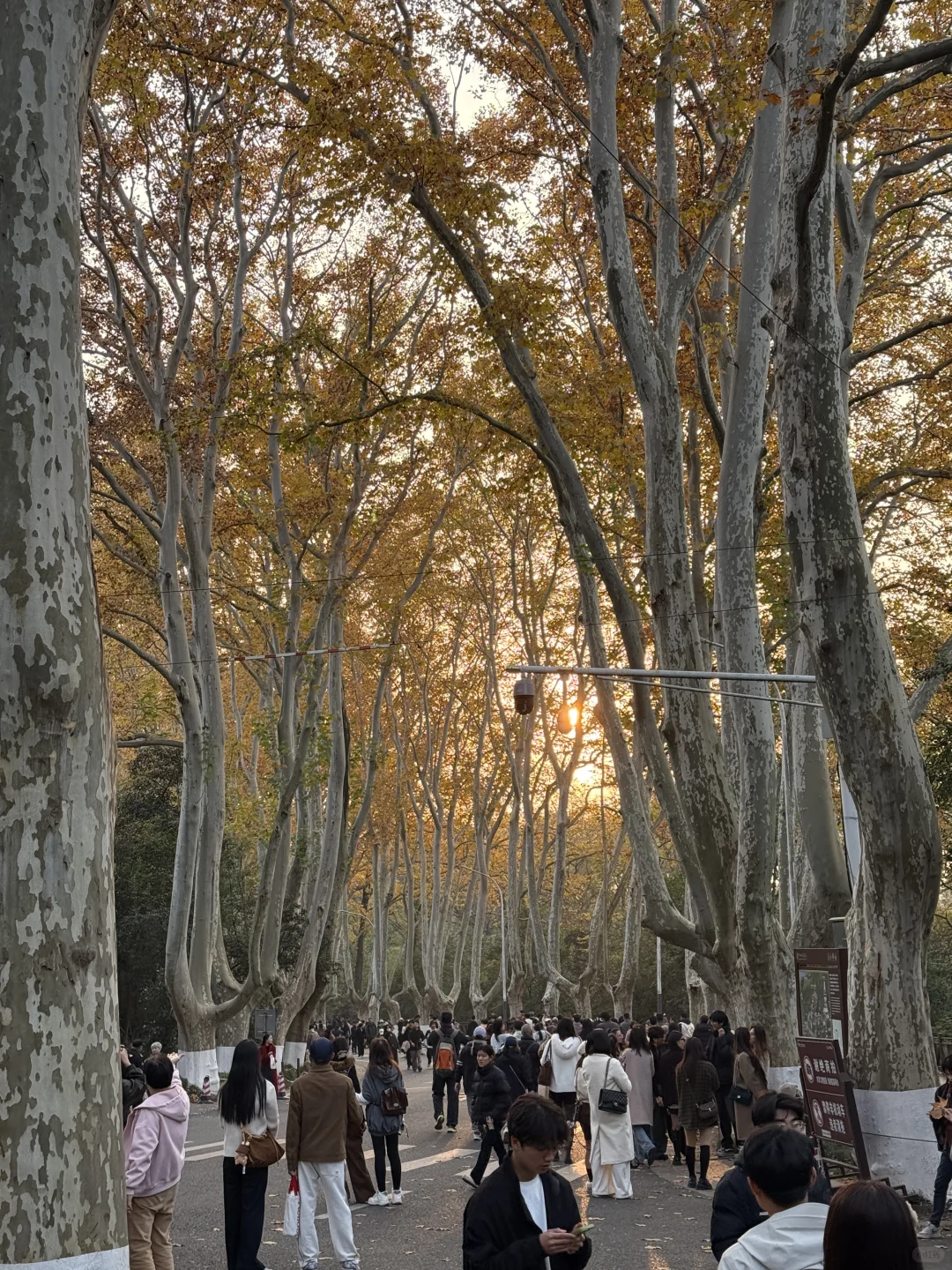 12.1实况！！今日南京梧桐大道…