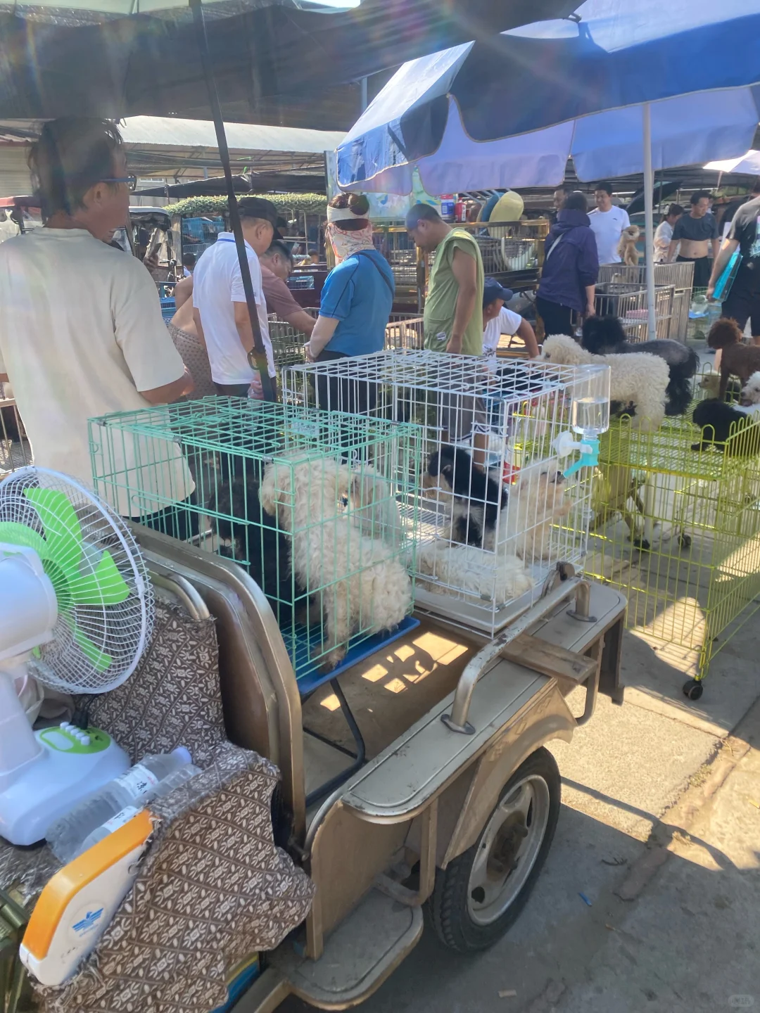 南京鼓楼猫狗市场，看猫看狗好去处 推荐