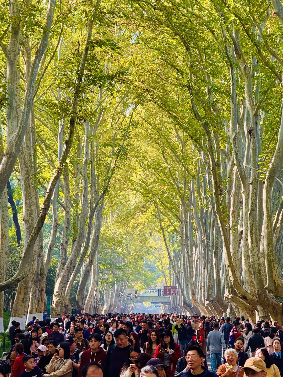 11.22号！南京果然只有旺季和旺旺季。。。