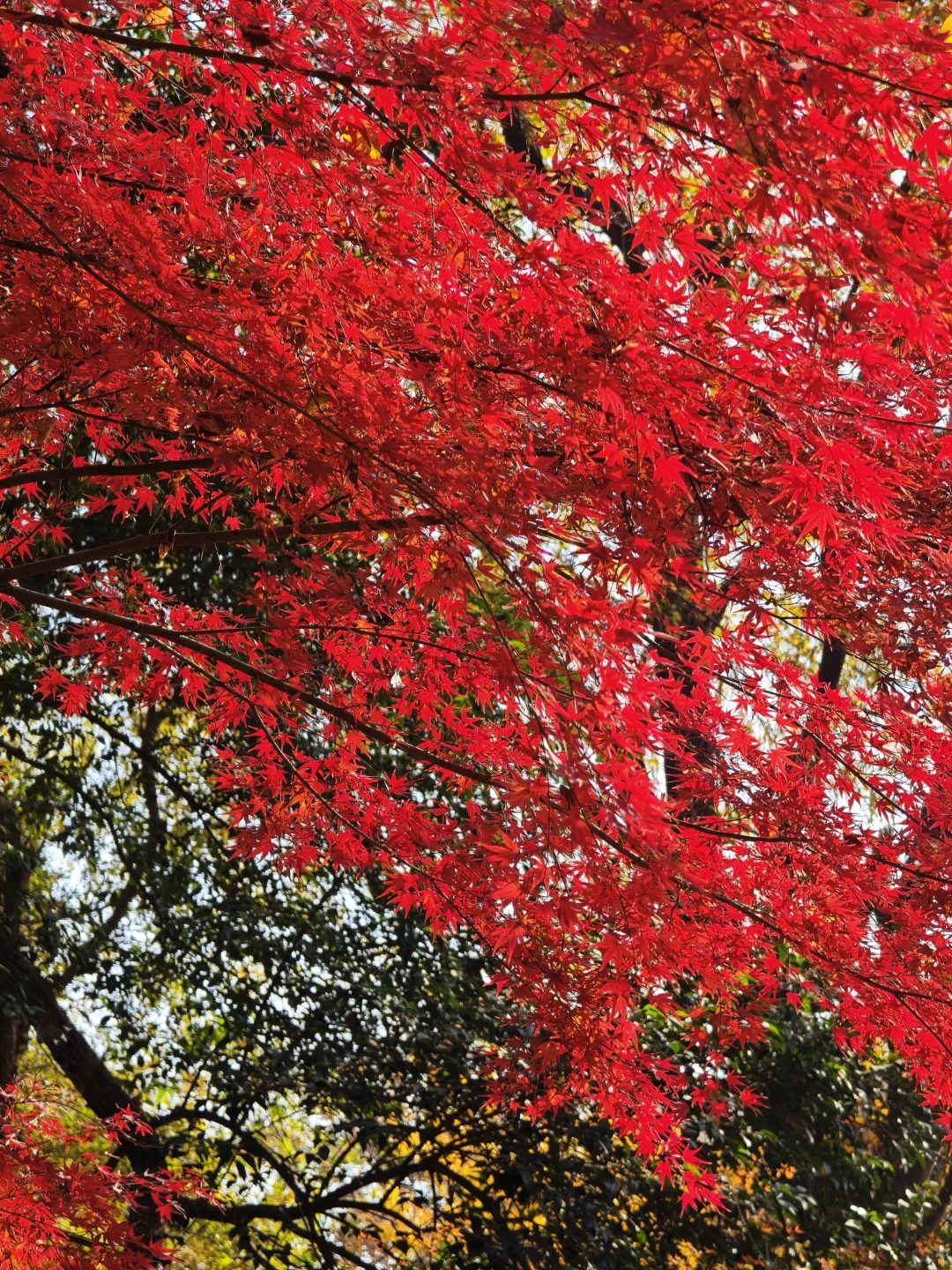 南京栖霞山最美时刻