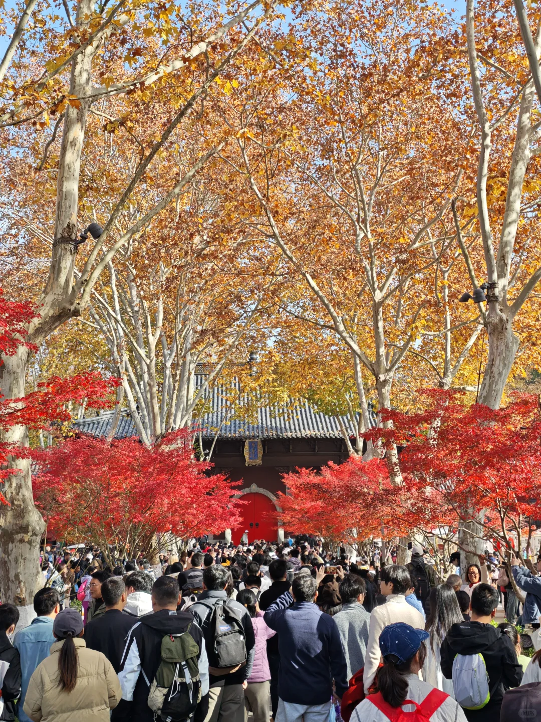💥南京栖霞山周末来了一亿人！挤爆了～