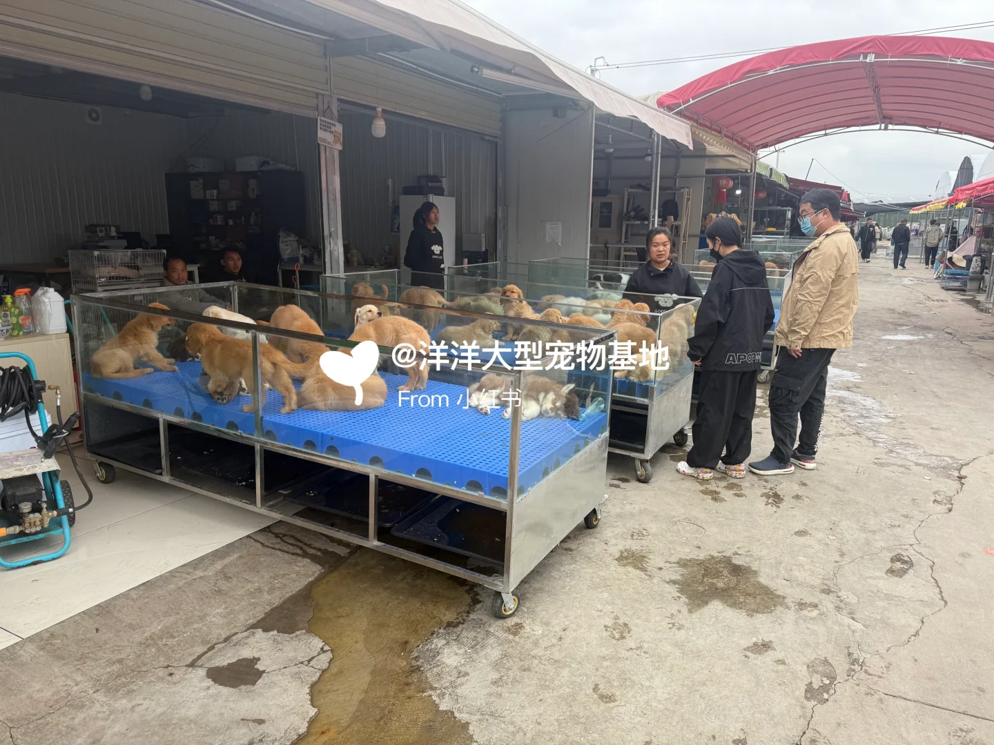 徐州宠物市场推荐🔥一只也是批发价✅