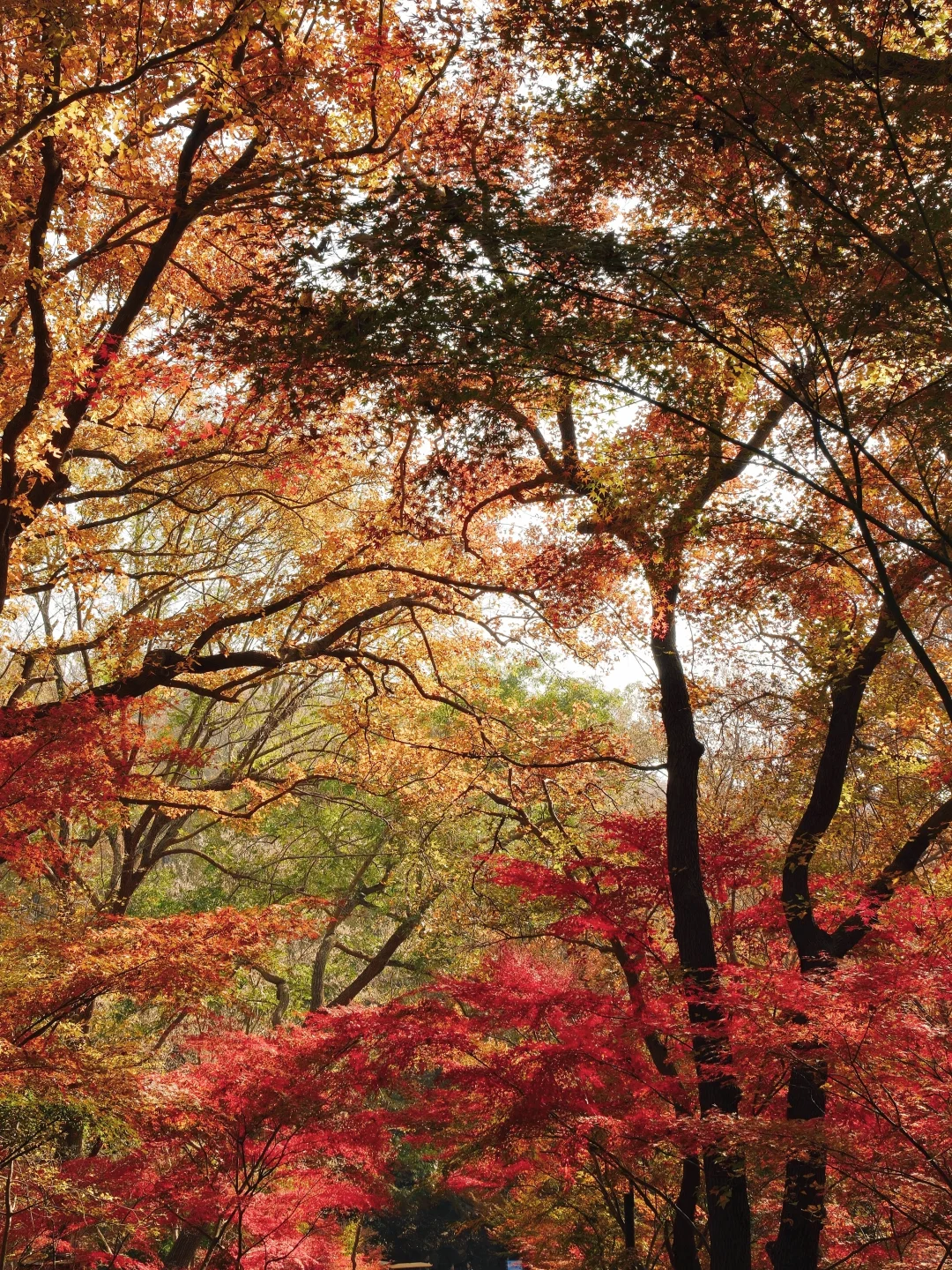 南京栖霞山最美时刻