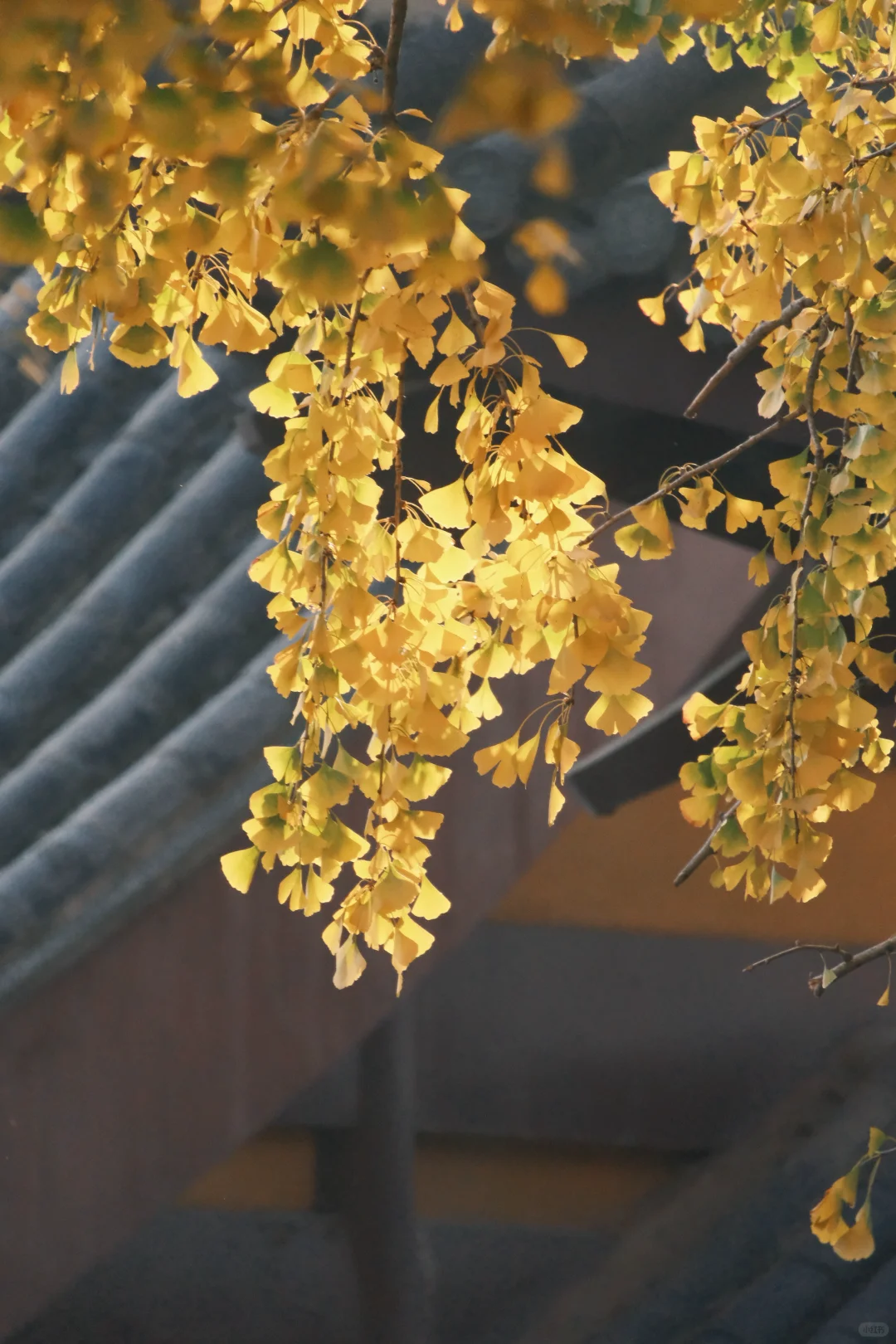 杭州周末往返南京 悠闲版