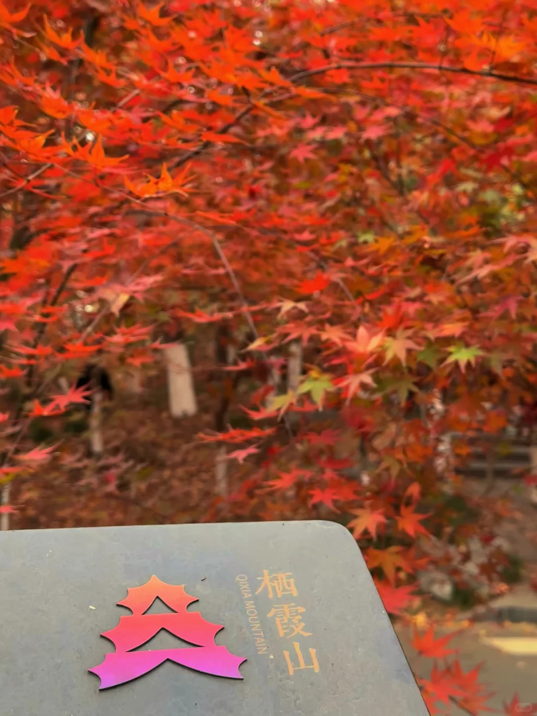 12.02南京栖霞山实况live（免票版）