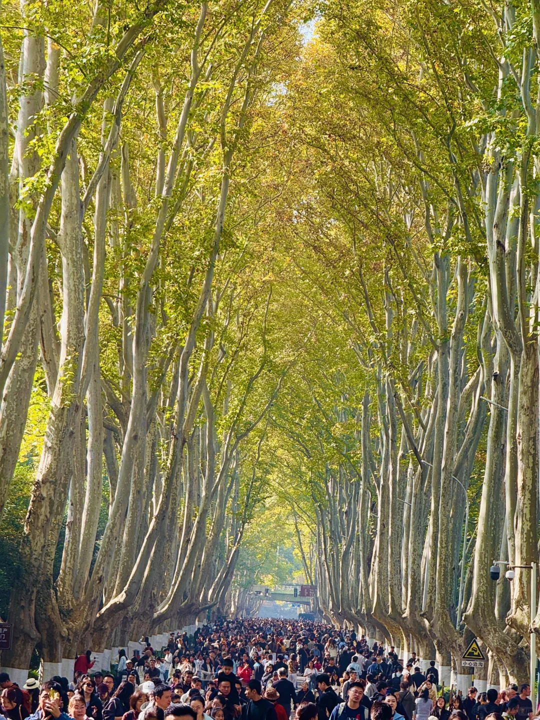 11.22号！南京果然只有旺季和旺旺季。。。