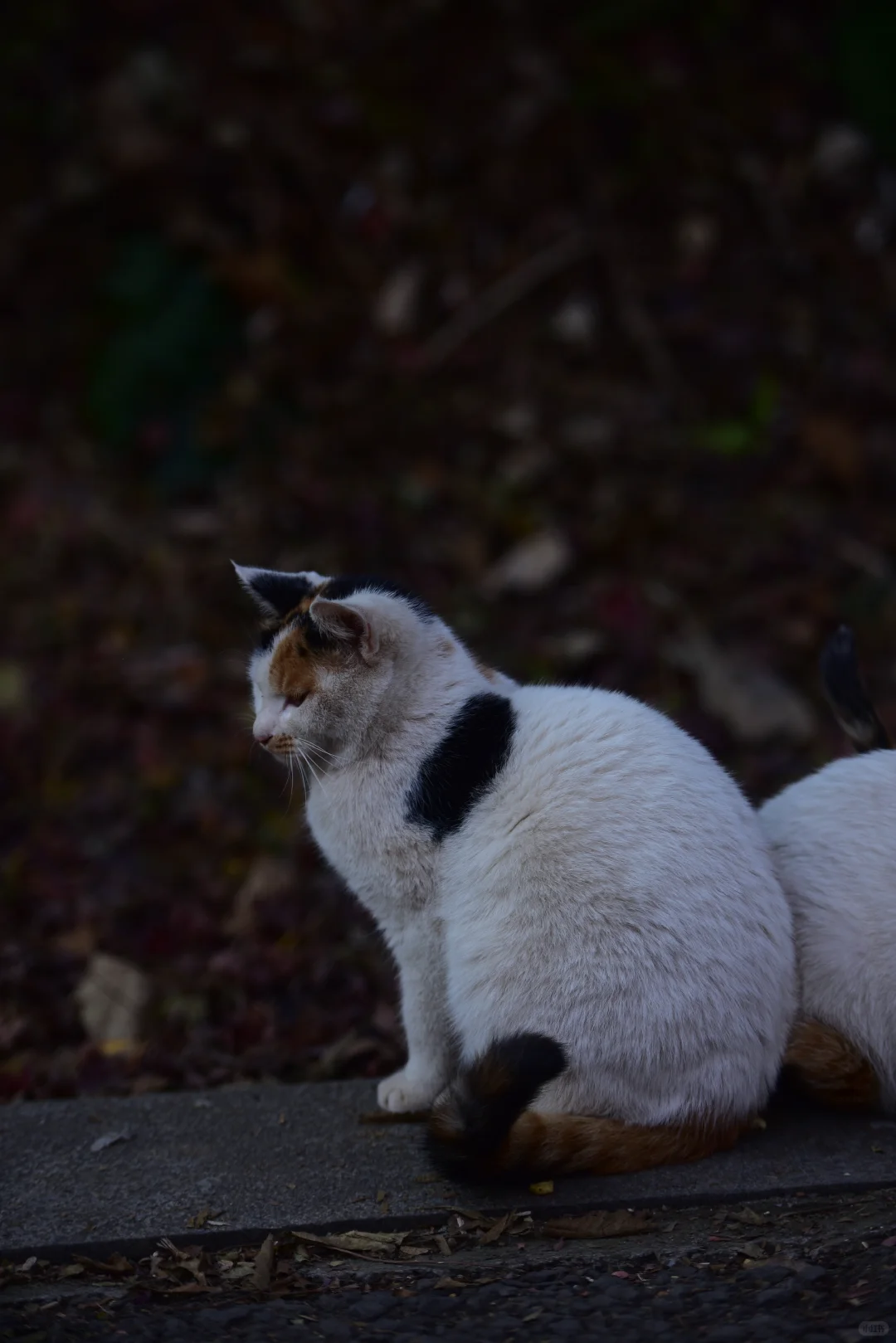 ❤️12.6实拍｜南京栖霞山赏枫进行时