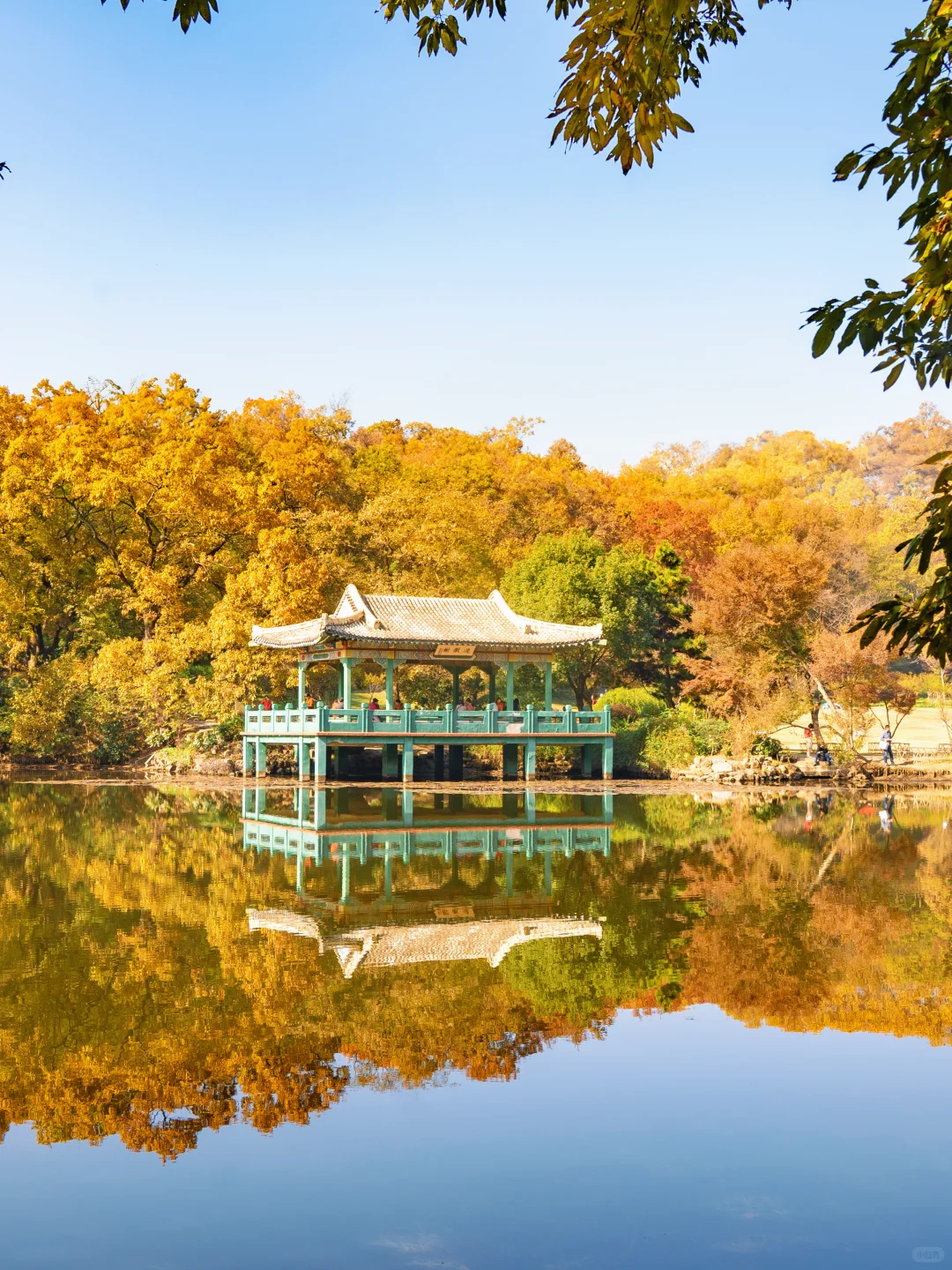 我宣布‼️没有一个城市比南京更懂秋天😭