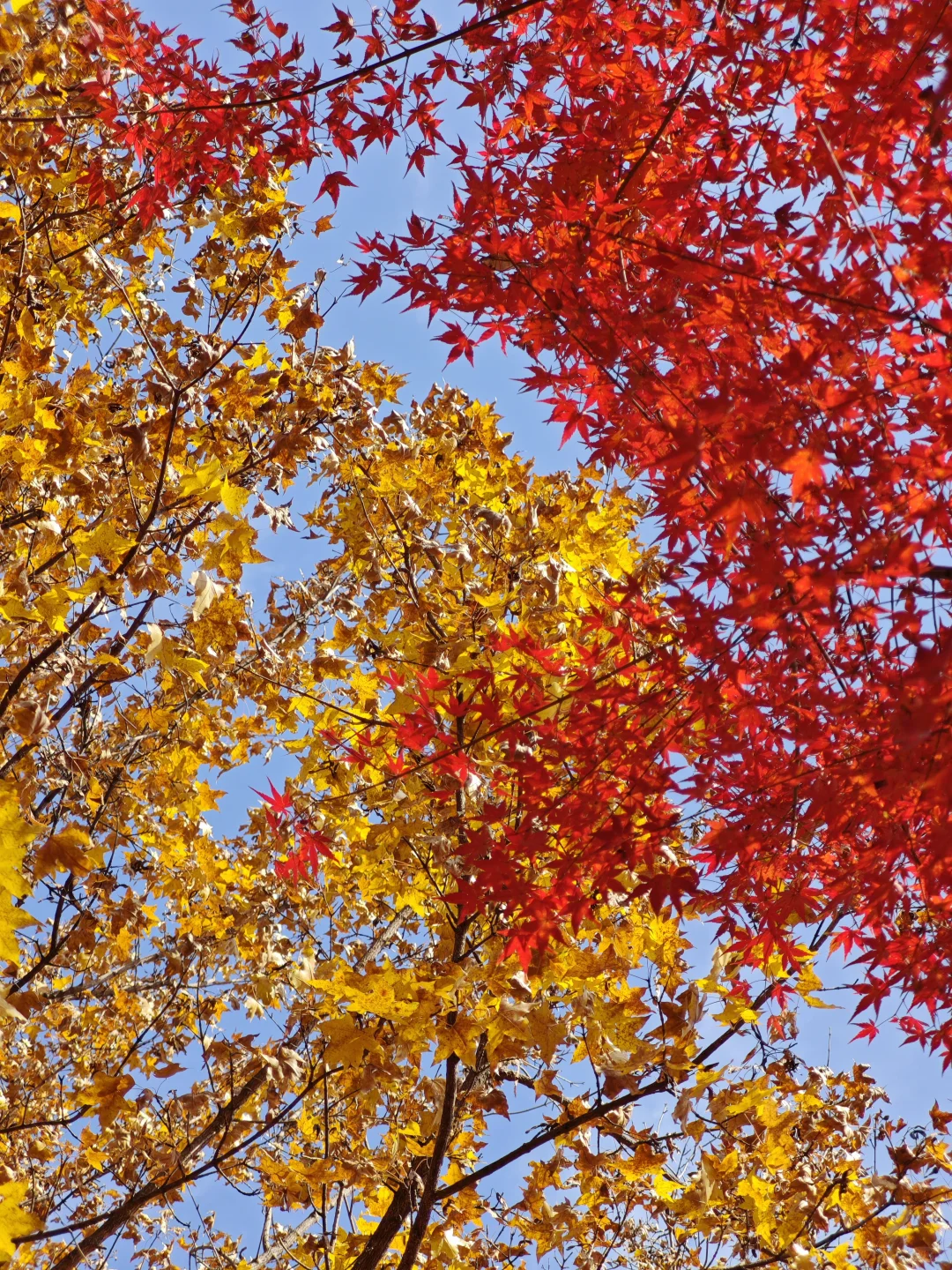 南京栖霞山最美时刻