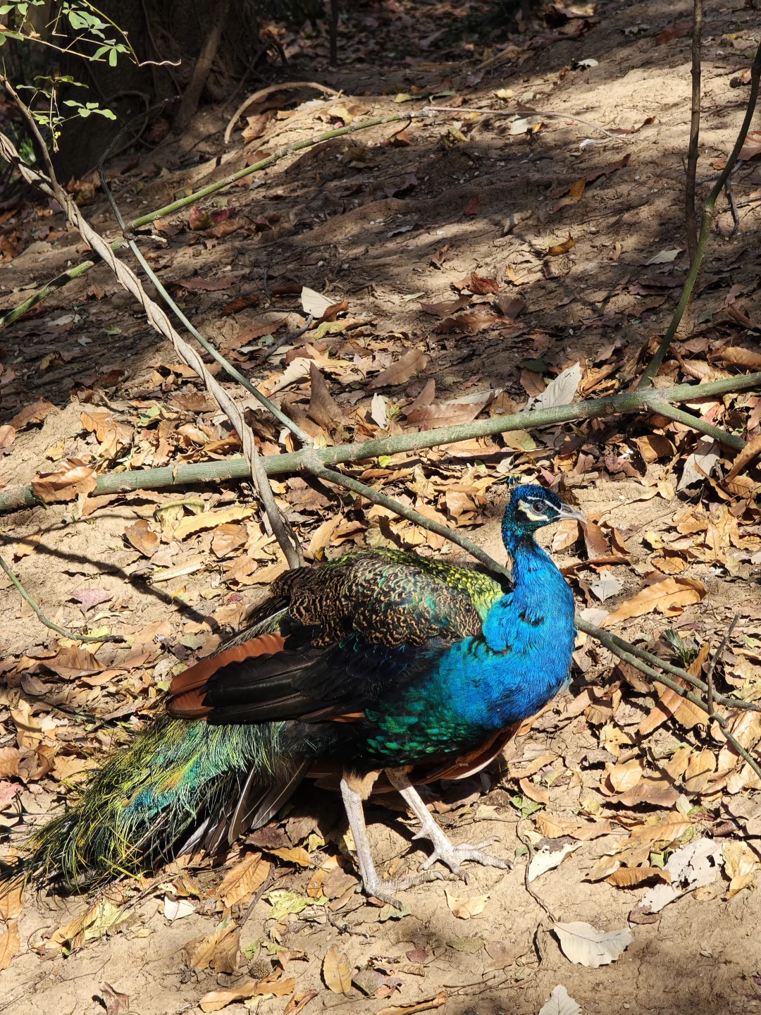 南京栖霞山最美时刻