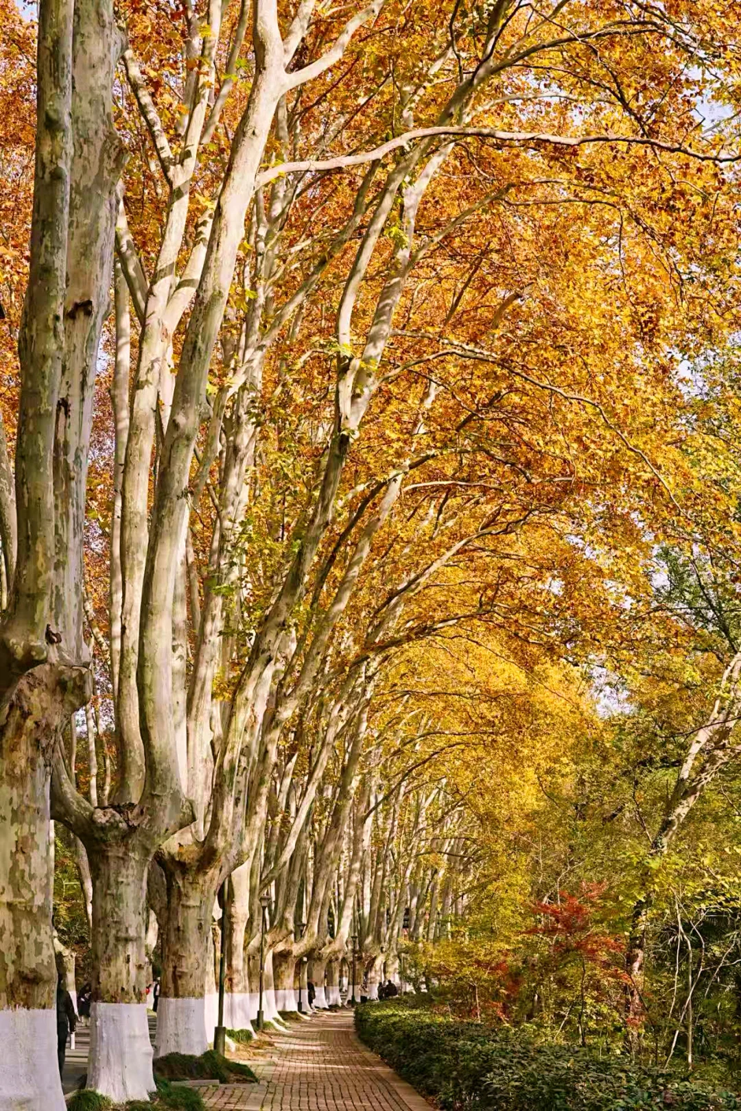 11.30实拍｜南京人少🍂金黄的梧桐大道‼️