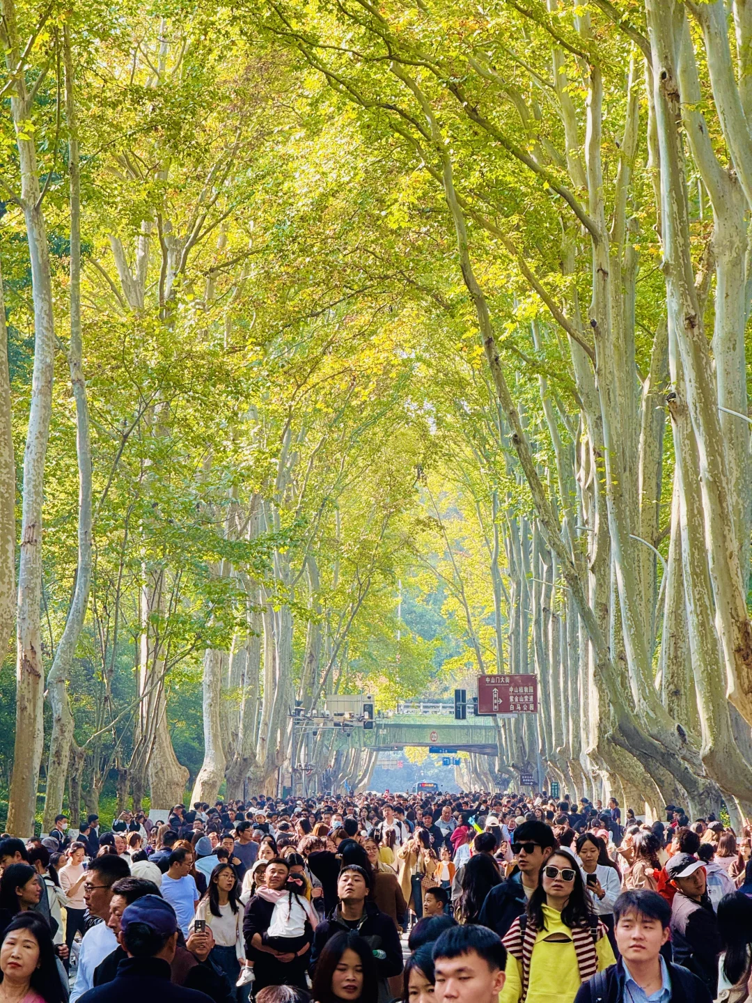 11.22号！南京果然只有旺季和旺旺季。。。