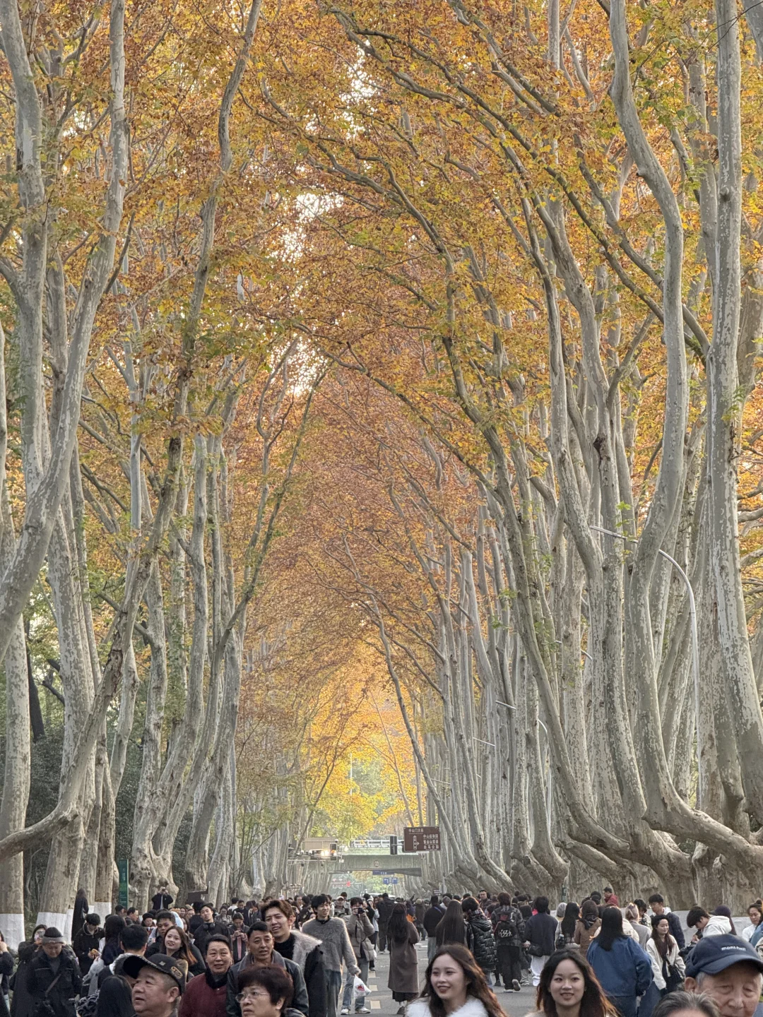 12.1实况！！今日南京梧桐大道…