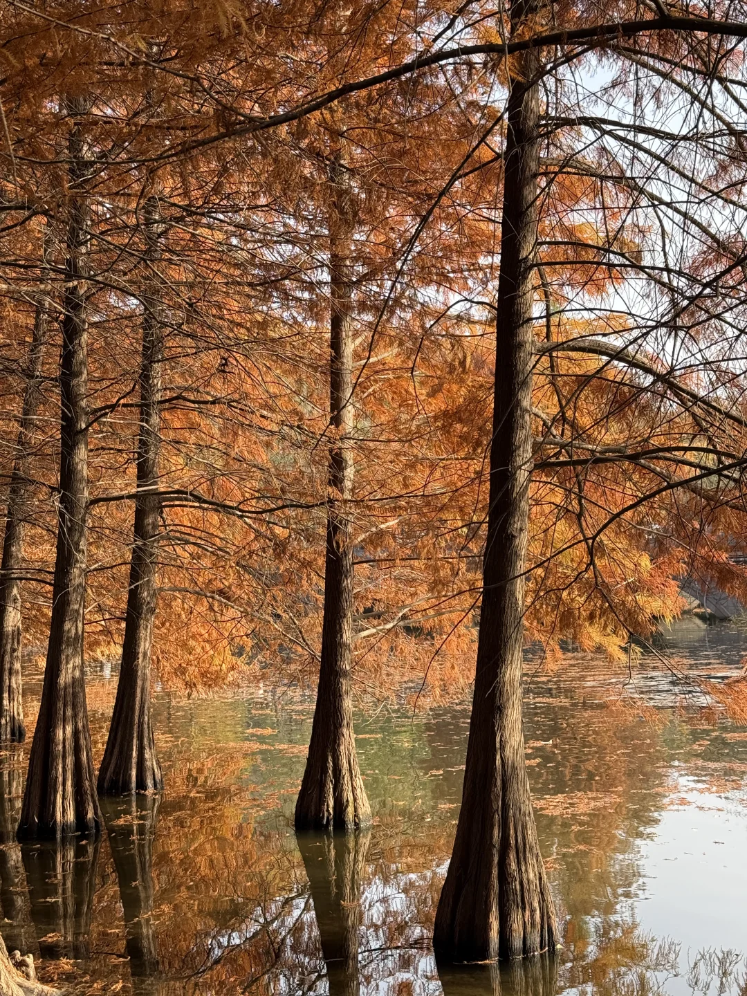 12.1实况！！今日南京梧桐大道…