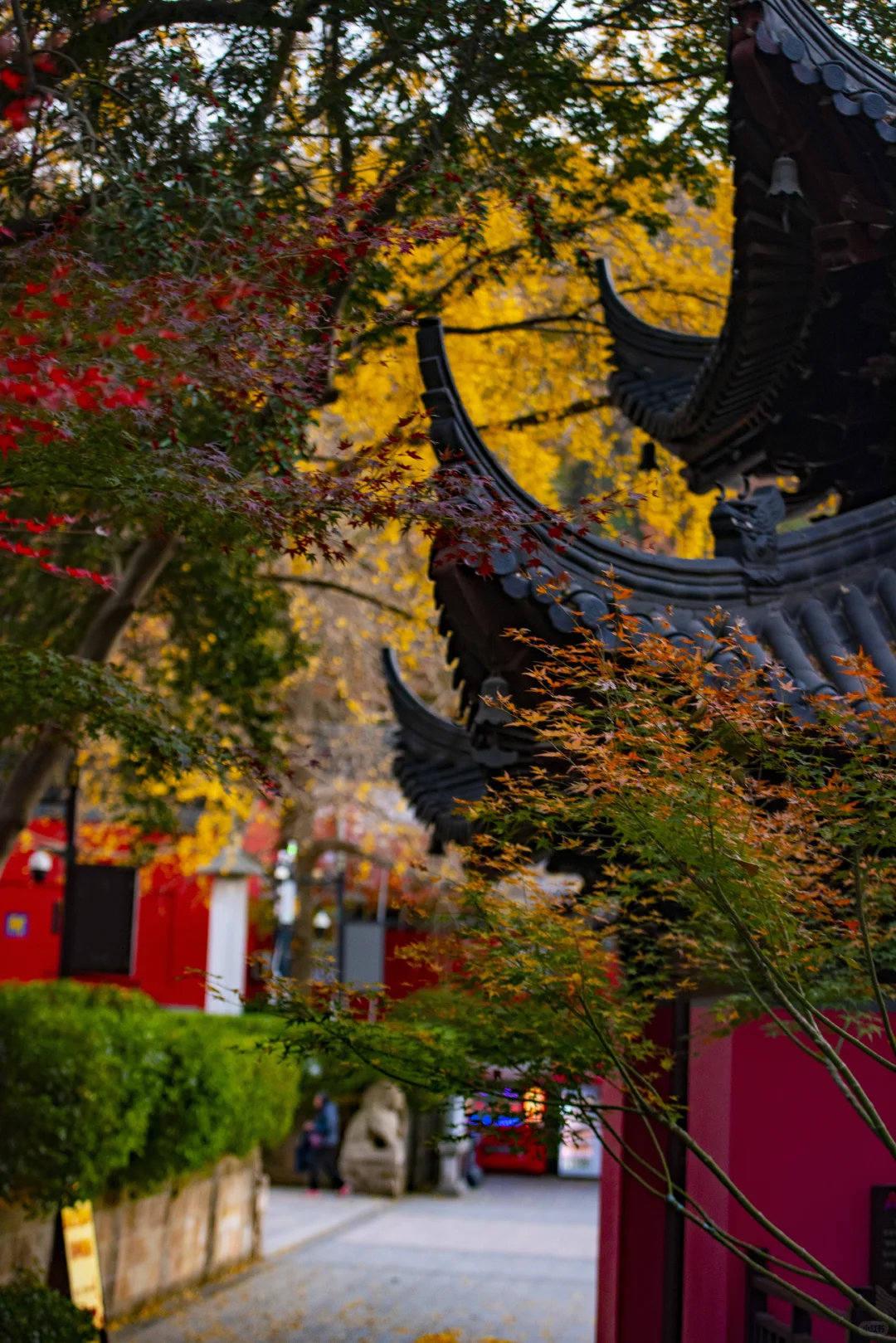 ❤️12.6实拍｜南京栖霞山赏枫进行时