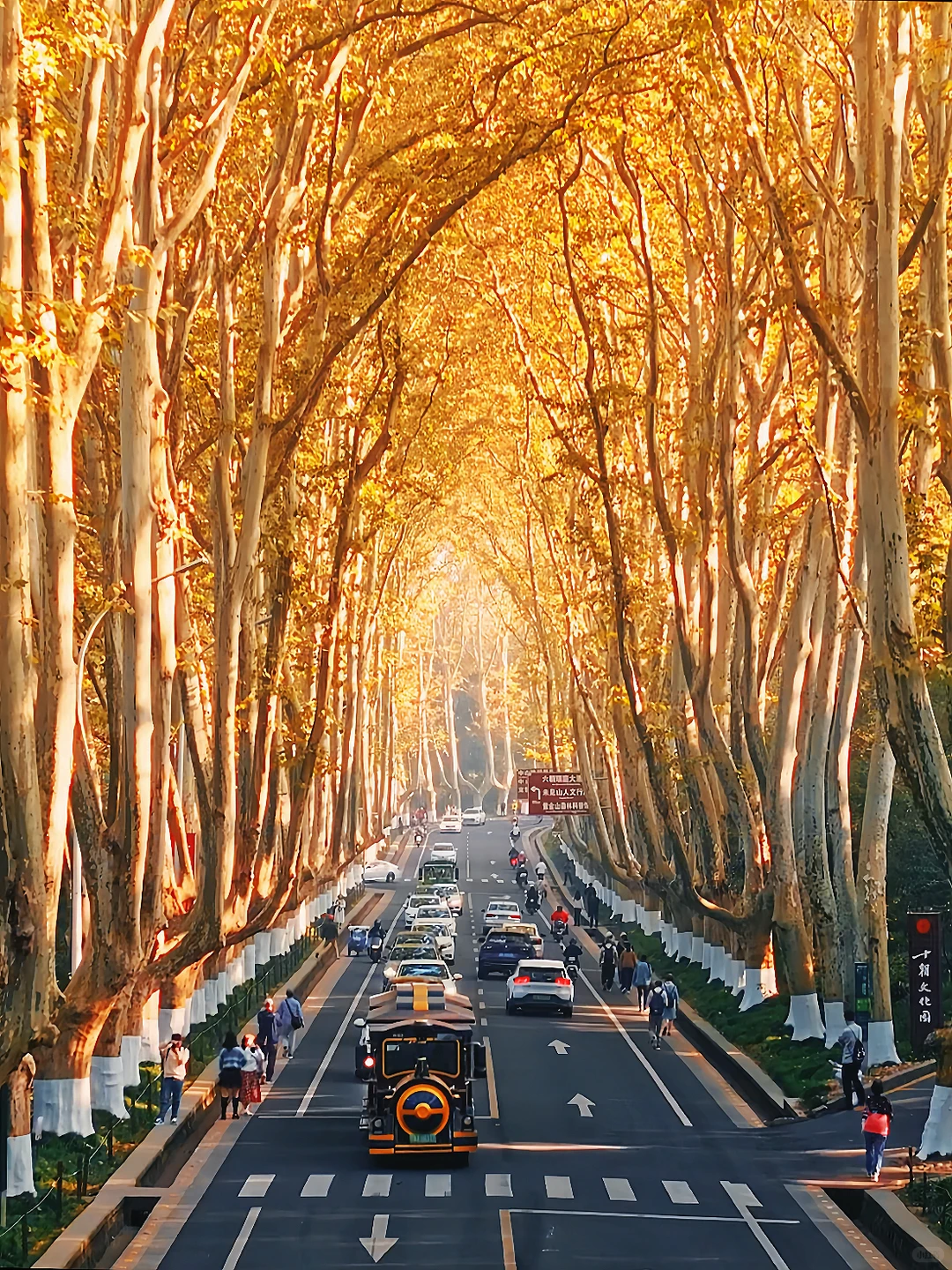 南京秋日封神‼️1️⃣8️⃣个出片机位朋友圈赞爆