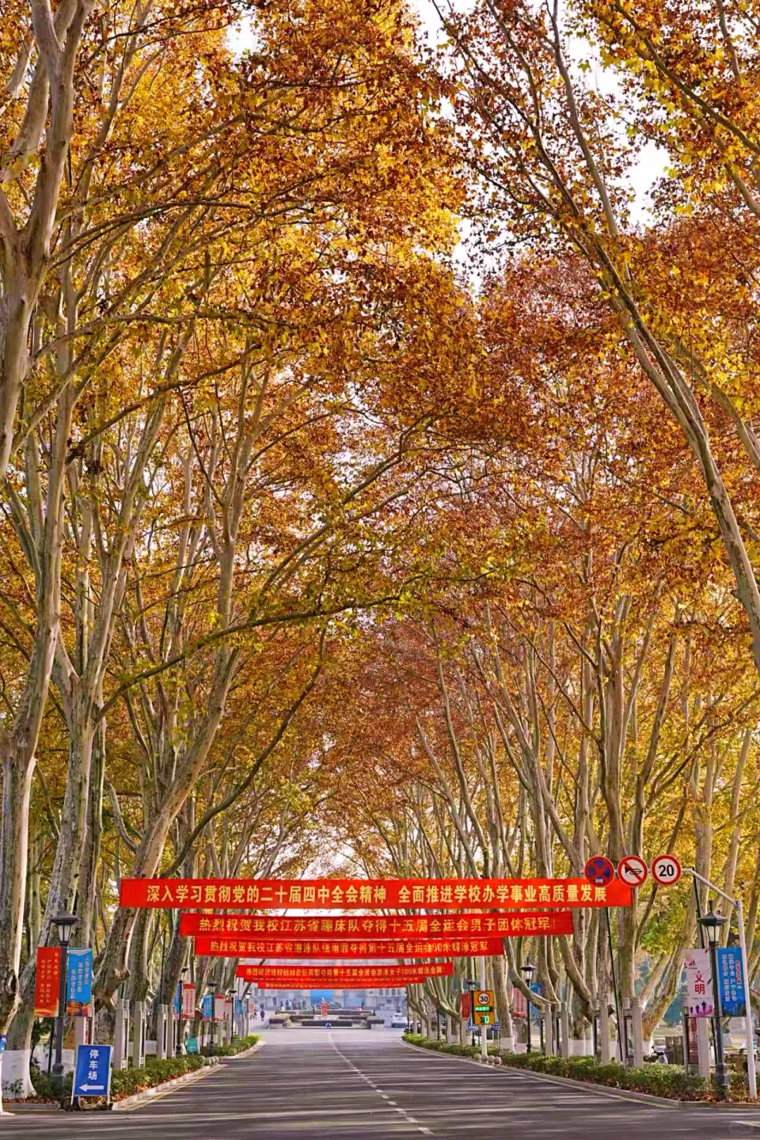 11.30实拍｜南京人少🍂金黄的梧桐大道‼️