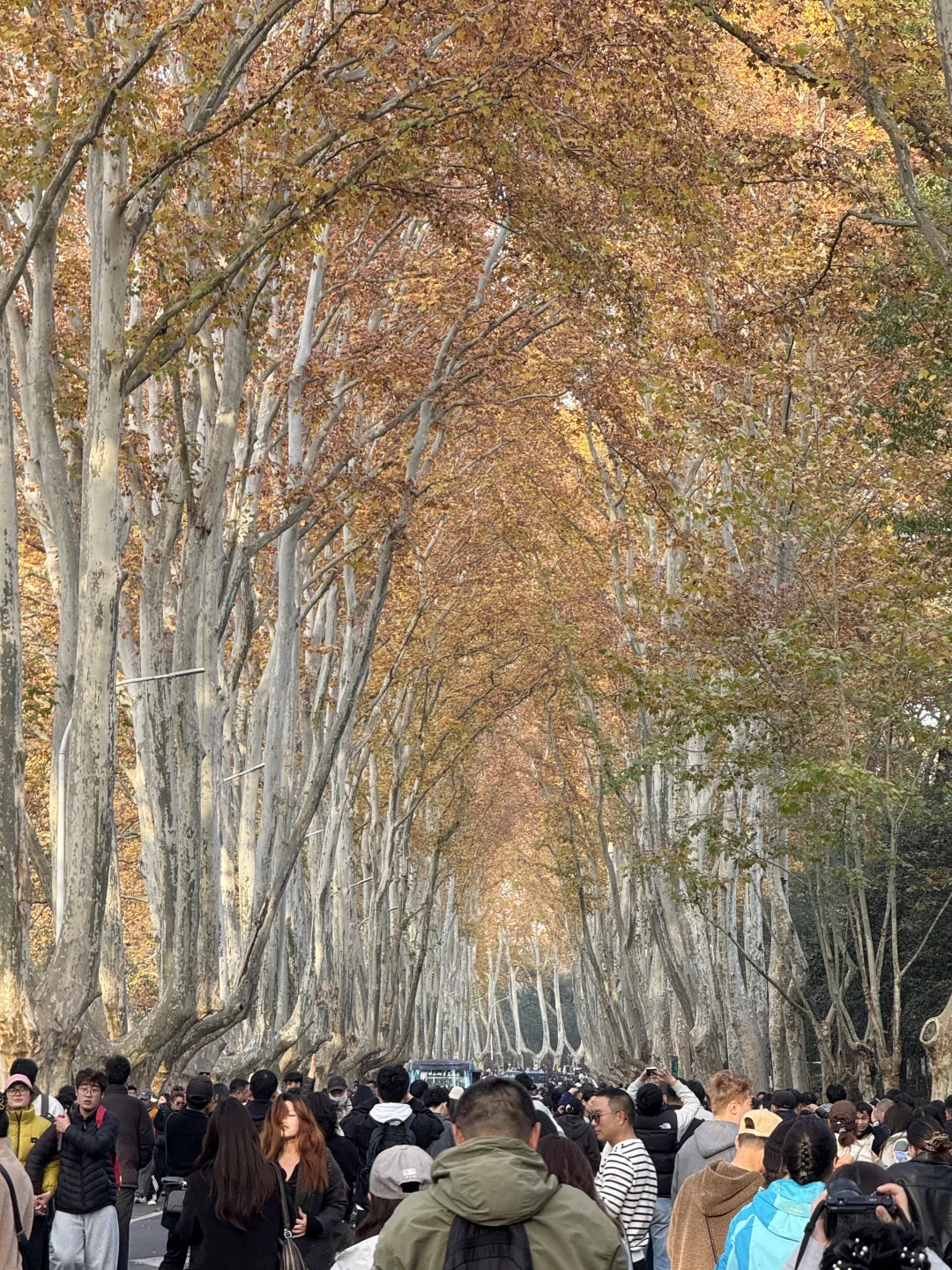 12.1实况！！今日南京梧桐大道…