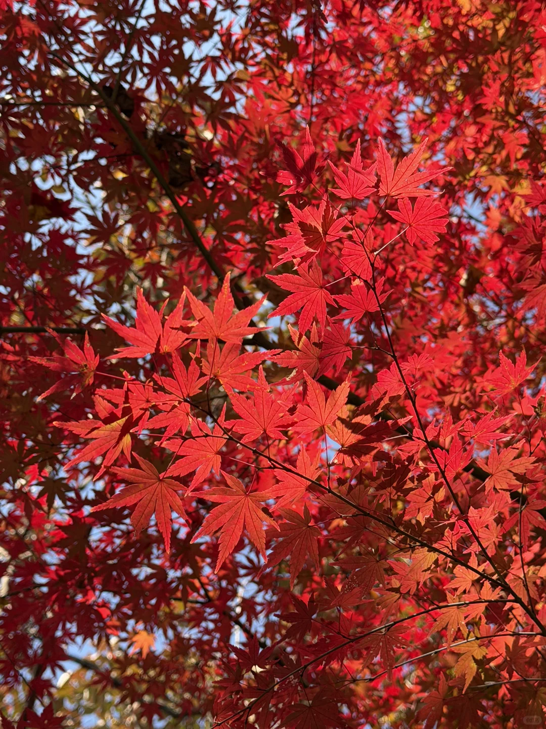 杭州周末往返南京 悠闲版