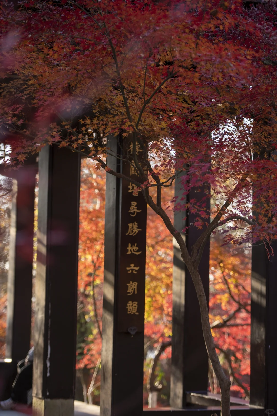 ❤️12.6实拍｜南京栖霞山赏枫进行时