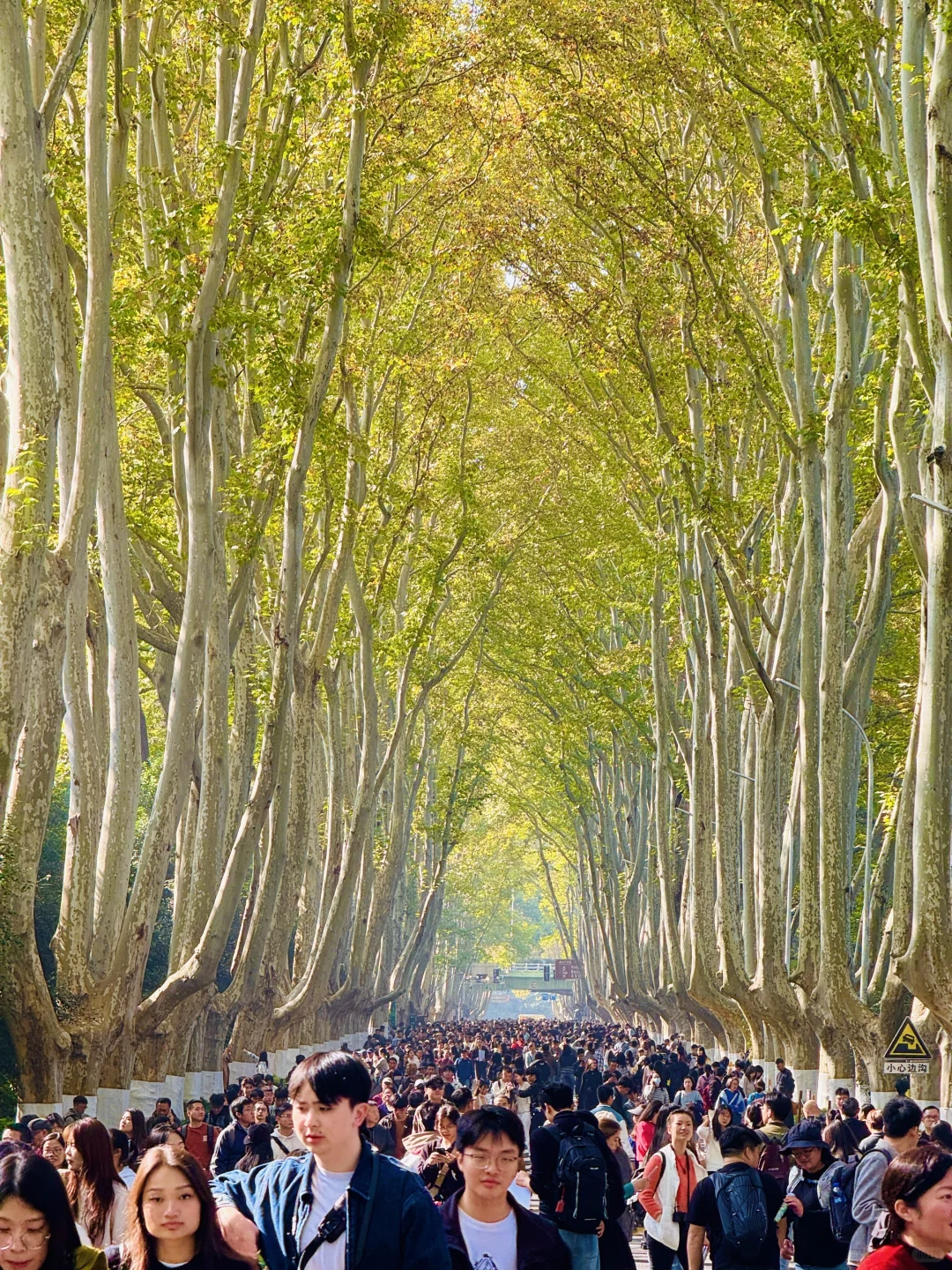 11.22号！南京果然只有旺季和旺旺季。。。