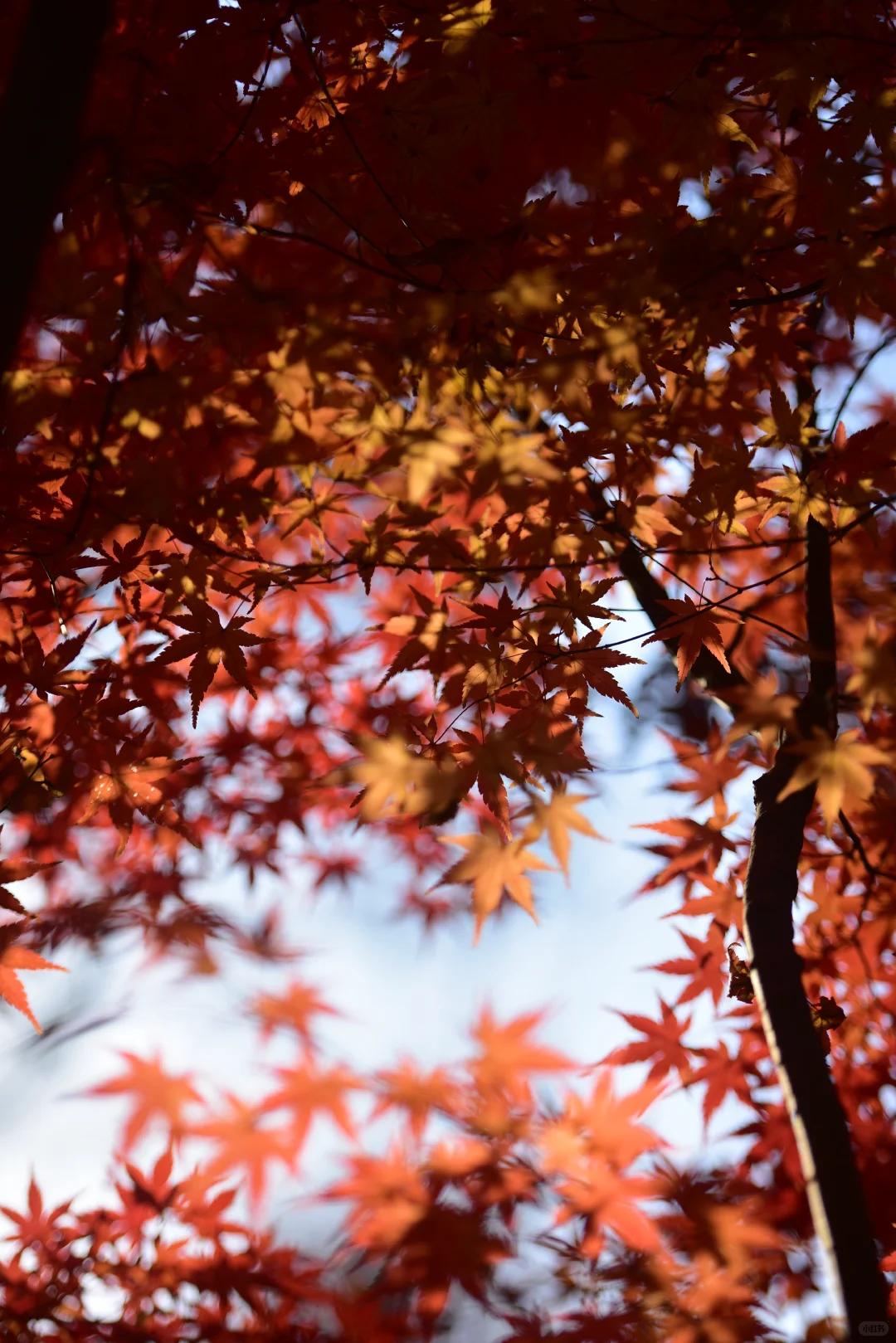 ❤️12.6实拍｜南京栖霞山赏枫进行时
