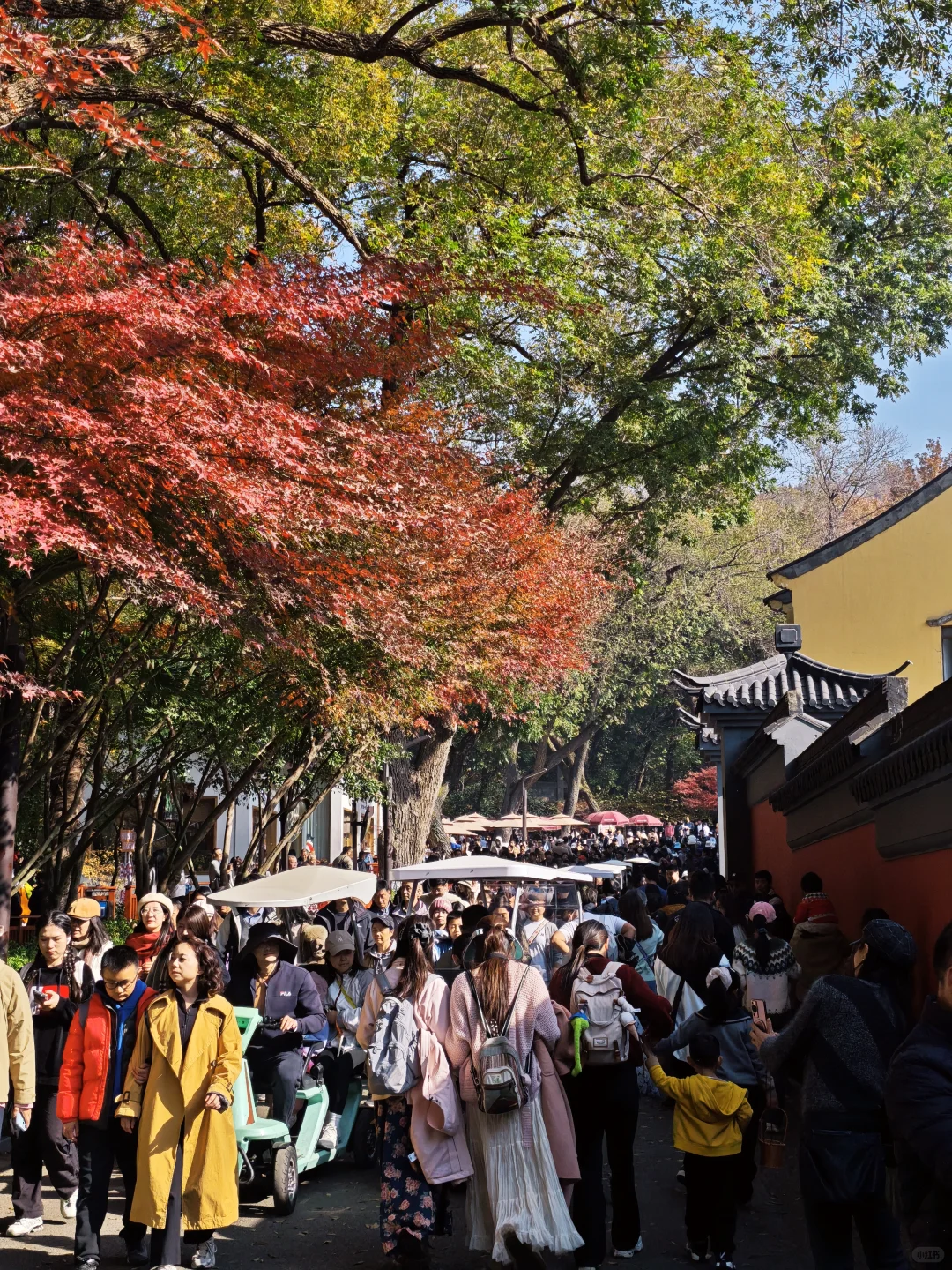 💥南京栖霞山周末来了一亿人！挤爆了～