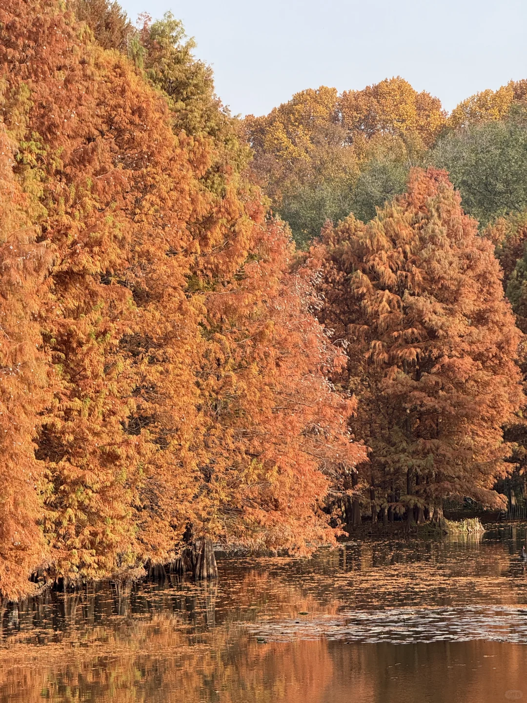 12.1实况！！今日南京梧桐大道…