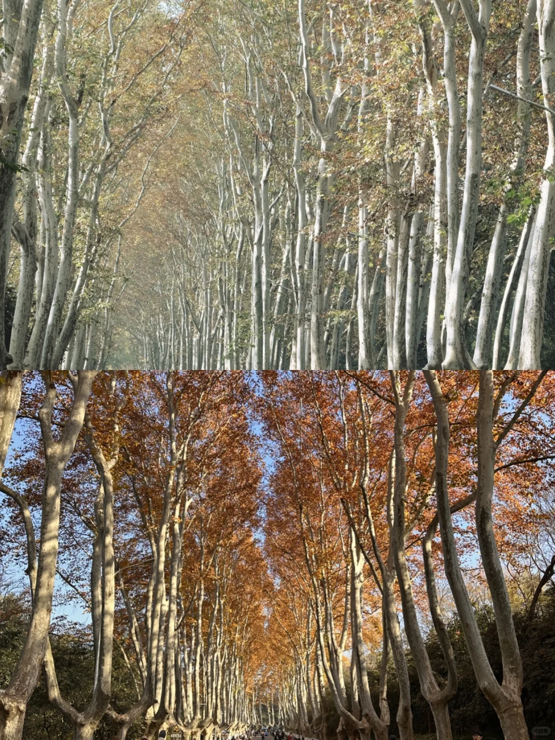 12.3梧桐大道黄叶进度95% 实时游客穿搭